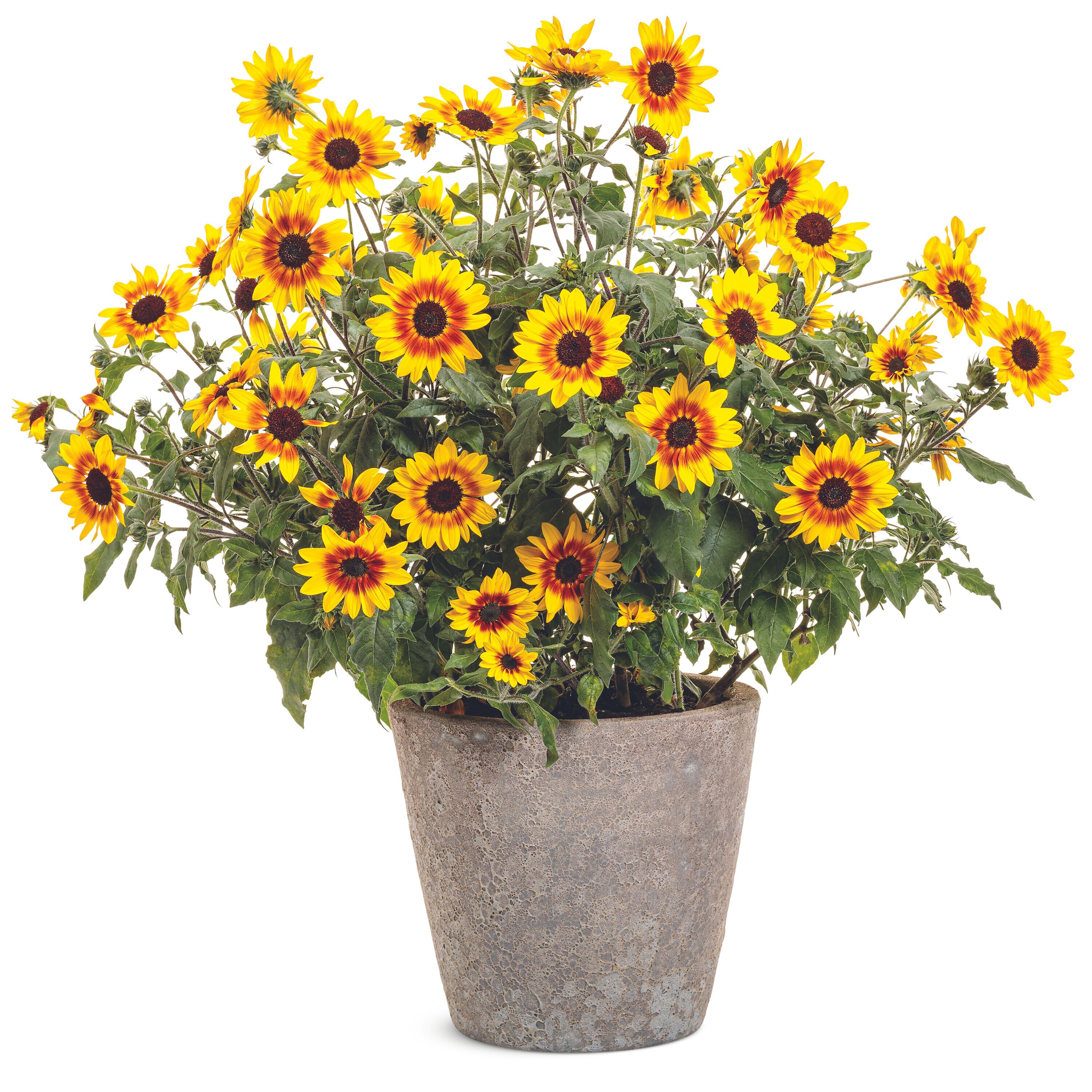 Proven Winners HLIPRW1037100 annuals - View #4