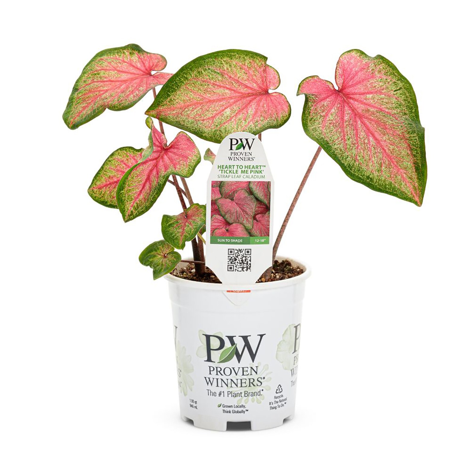 Proven Winners Green Caladium in Quart(s) Planter - Deer-Resistant ...