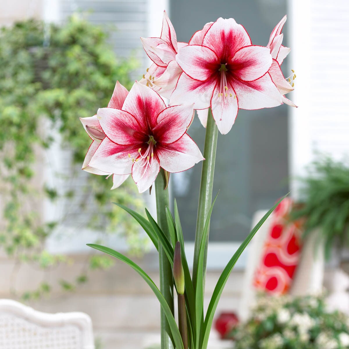 Breck's Mixed Amaryllis House Plant in 1-Pack Pot in the House Plants ...