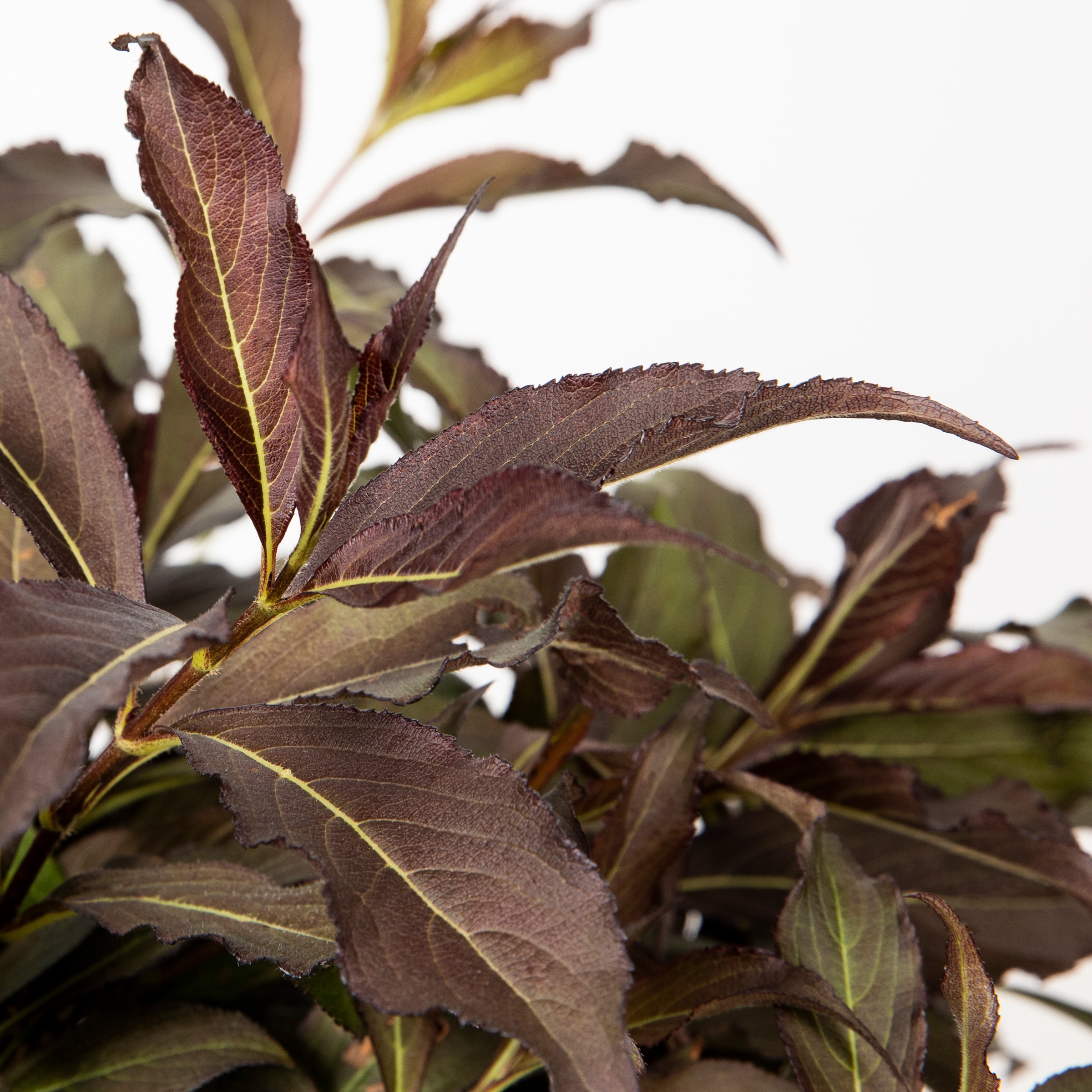 Proven Winners NURSERY shrubs - View #2