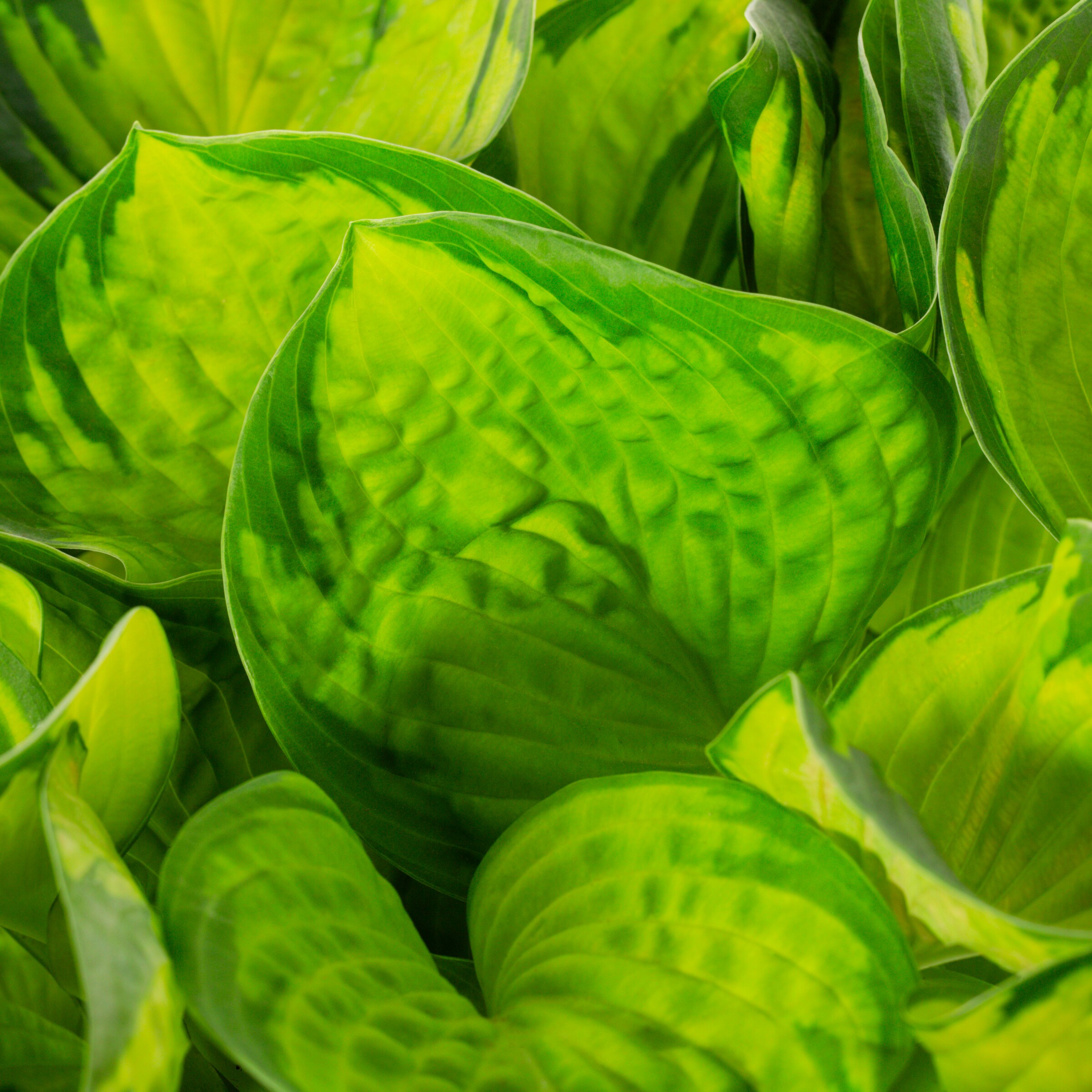 Lowe's 1.5 -Gallon Assorted colors Hosta 1 -Pack - Low Maintenance in ...