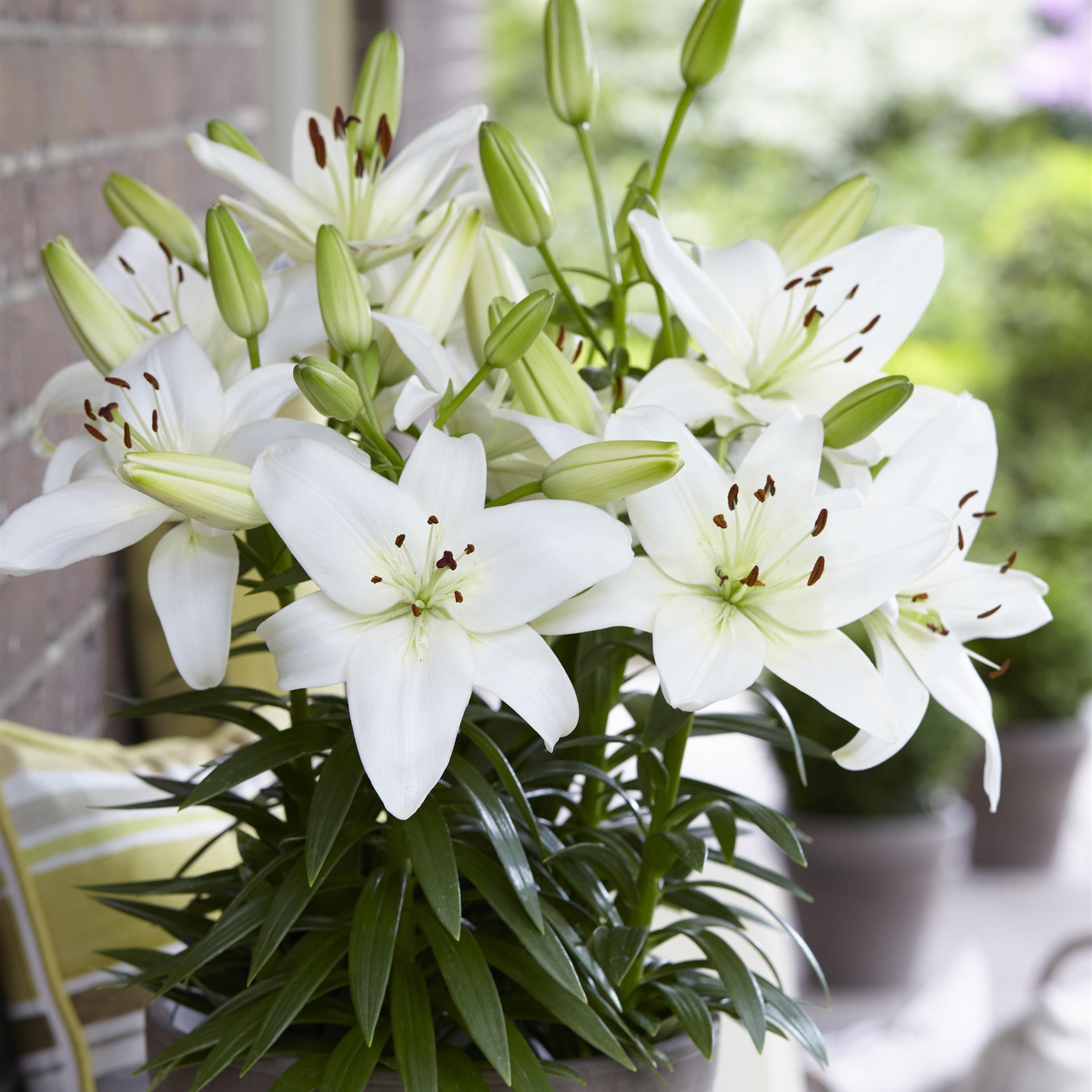National Plant Network 3 -in White Asiatic Lily 'Sparkling Joy