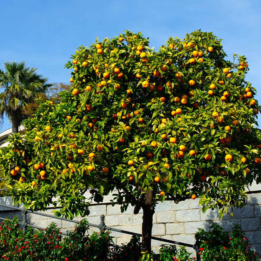 Brighter Blooms 10230 Fruit-Plants - View #3