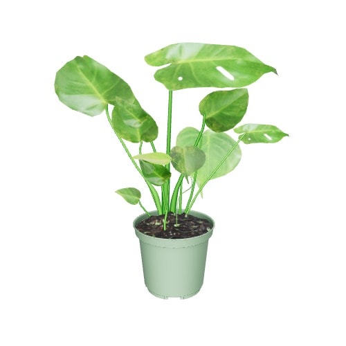 Three-dimensional representation of the product