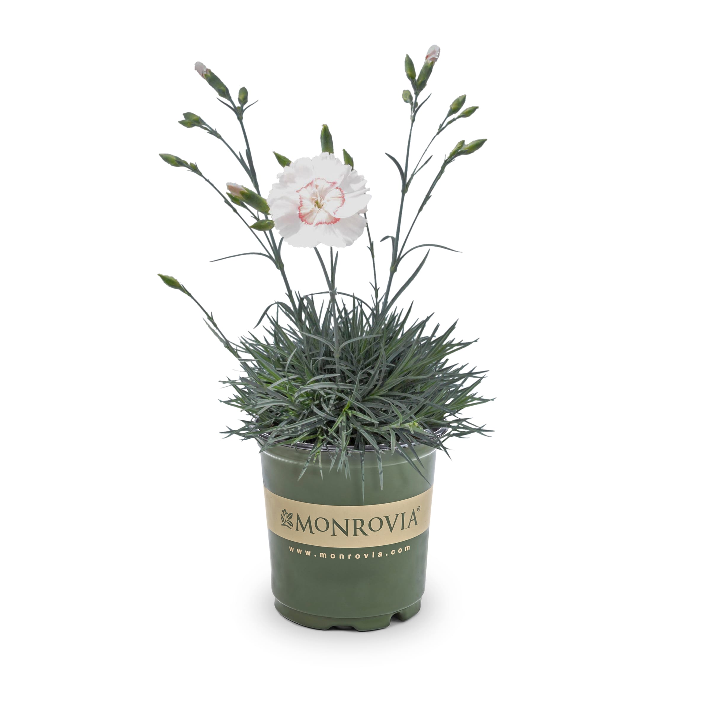 Lowe's 1157314 American Pie Georgia Peach Dianthus Plant in 2.5 -Quart