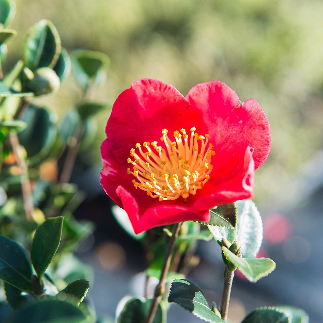 The Simple Elegance of the Camellia Flower Radiates Across