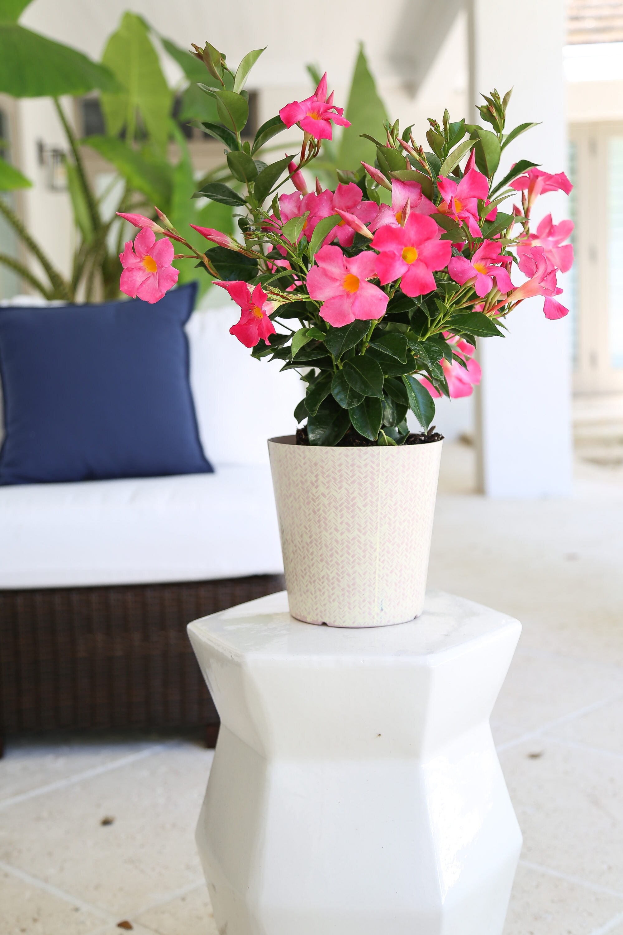 Lowe's Mandevilla in 1-Quart Pot in the Tropical Plants department at
