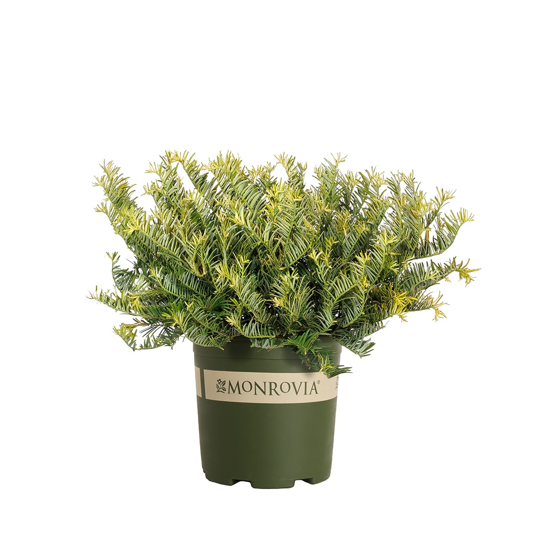 Monrovia KT10502883000200000 Spreading Japanese Plum Yew Foundation/Hedge Shrub in 1.73 -Gallon Pot 1 -Pack
