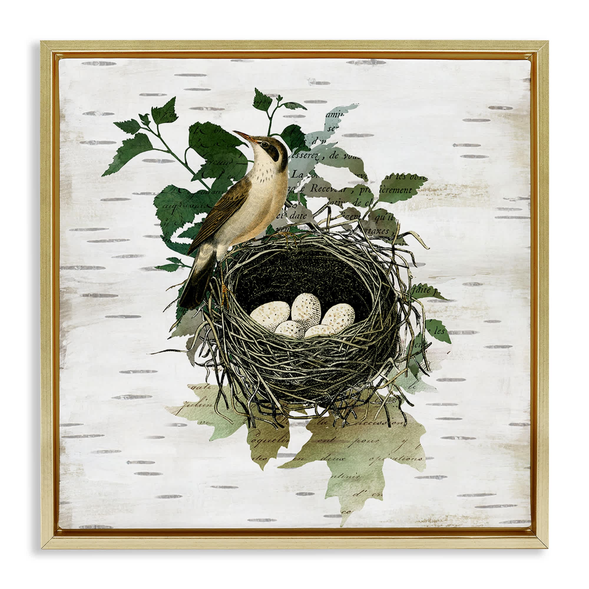 Stupell Industries BS-210-FFG-17X17 Vintage Bird Nest and Flora Gold Framed Floater Canvas Wall Art By Susan Arnot 18 x 18
