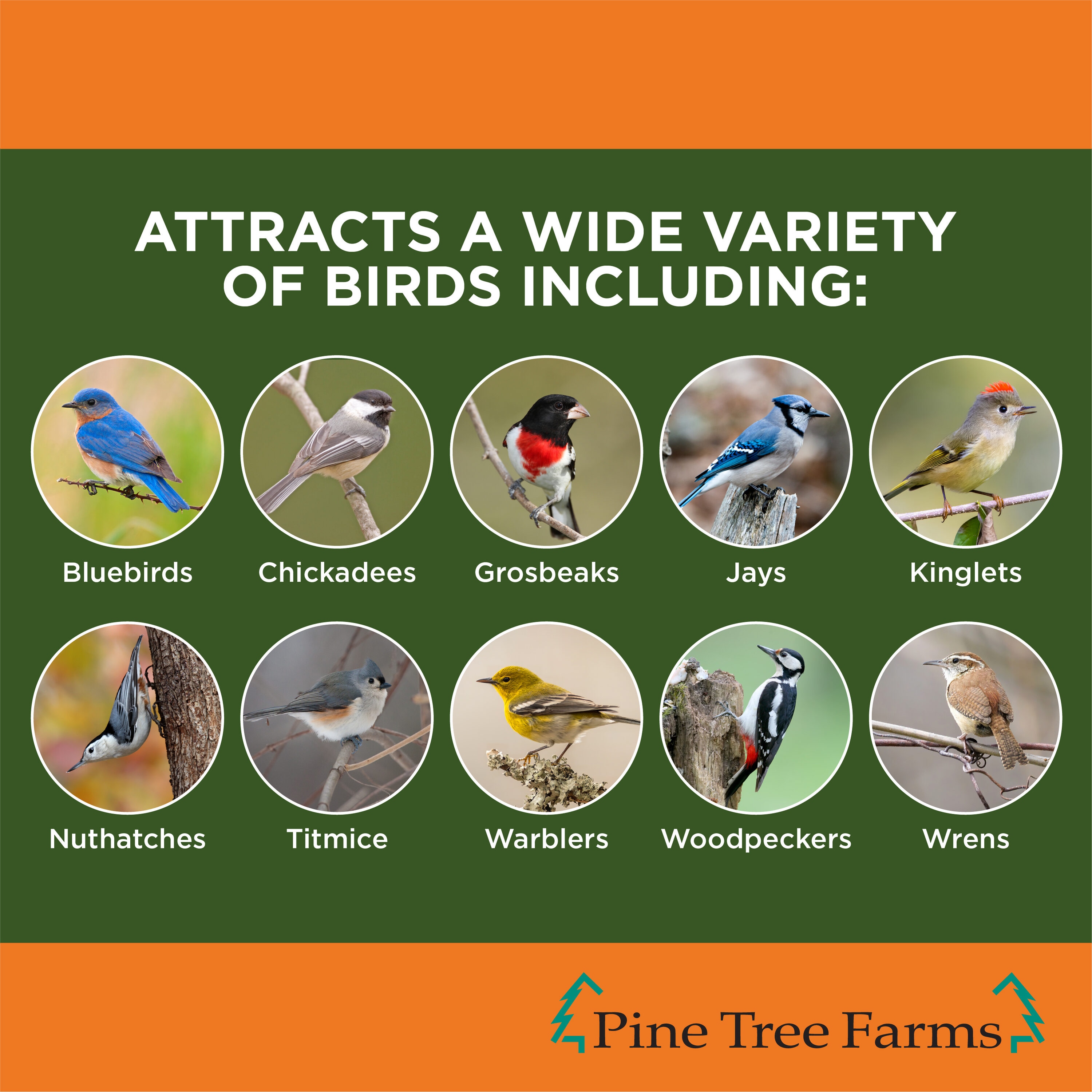 Birdwatcher's Best 2597073 Bird-Squirrel-Food - View #4