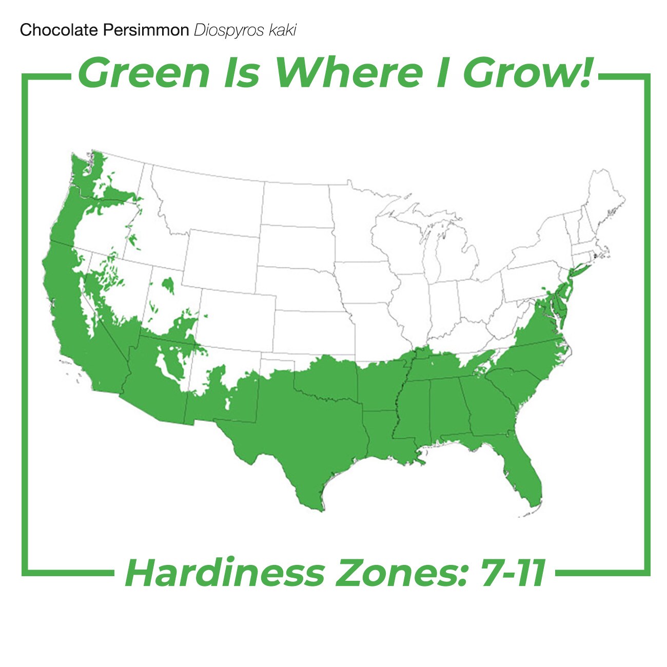 Perfect Plants LOCHOCOLATE3G trees - View #3