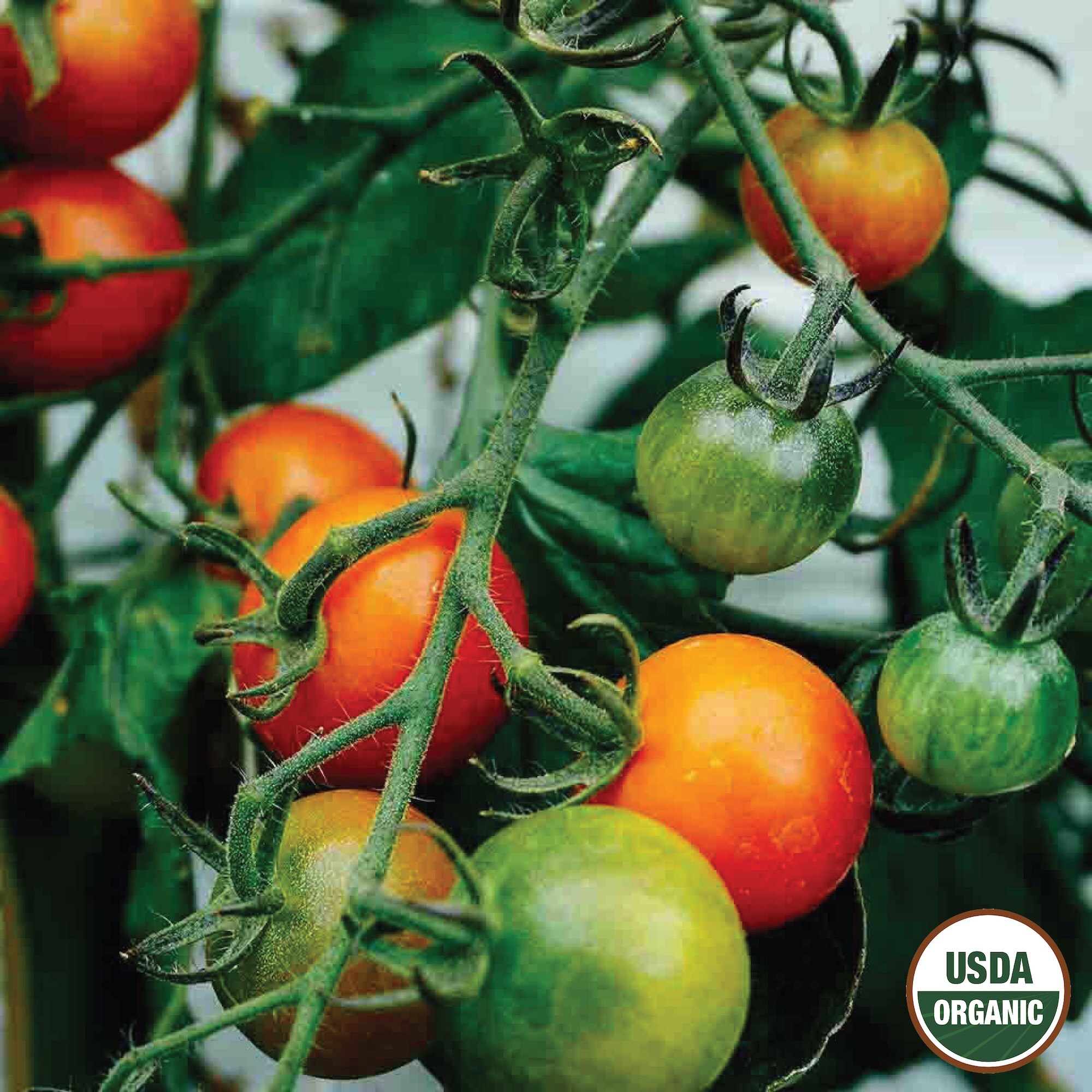 Ferry-Morse LC25.9538 Vegetable-Herb-Seeds - View #3