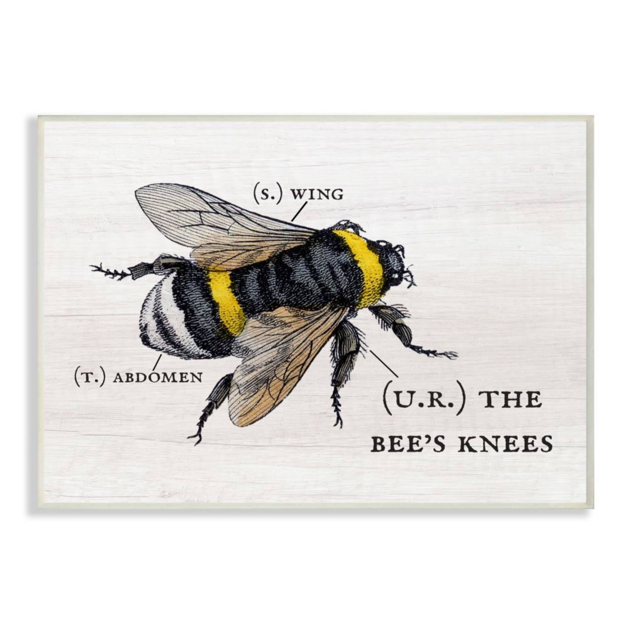 Anatomy of a Honeybee Printable Art