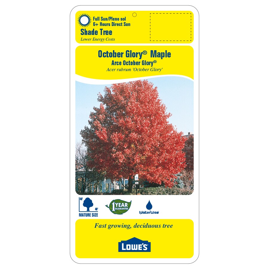 Lowe's 45.28-Gallons Red Shade October Glory Maple In Pot (With Soil ...