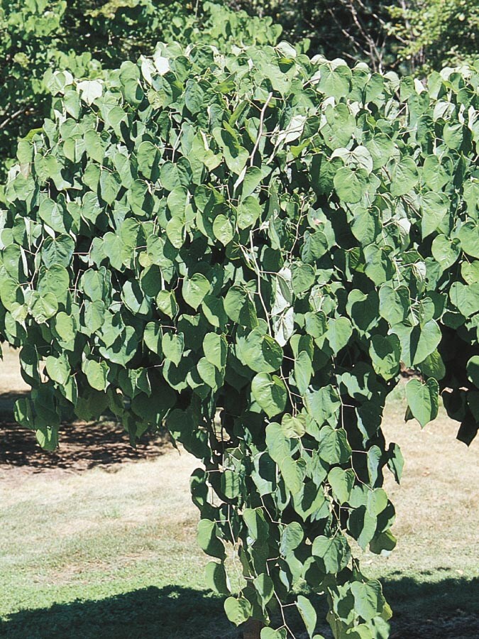  CERCAS0610 9.64-Gallon Pink Feature Tree Lavender Twist Redbud In Pot (With Soil)