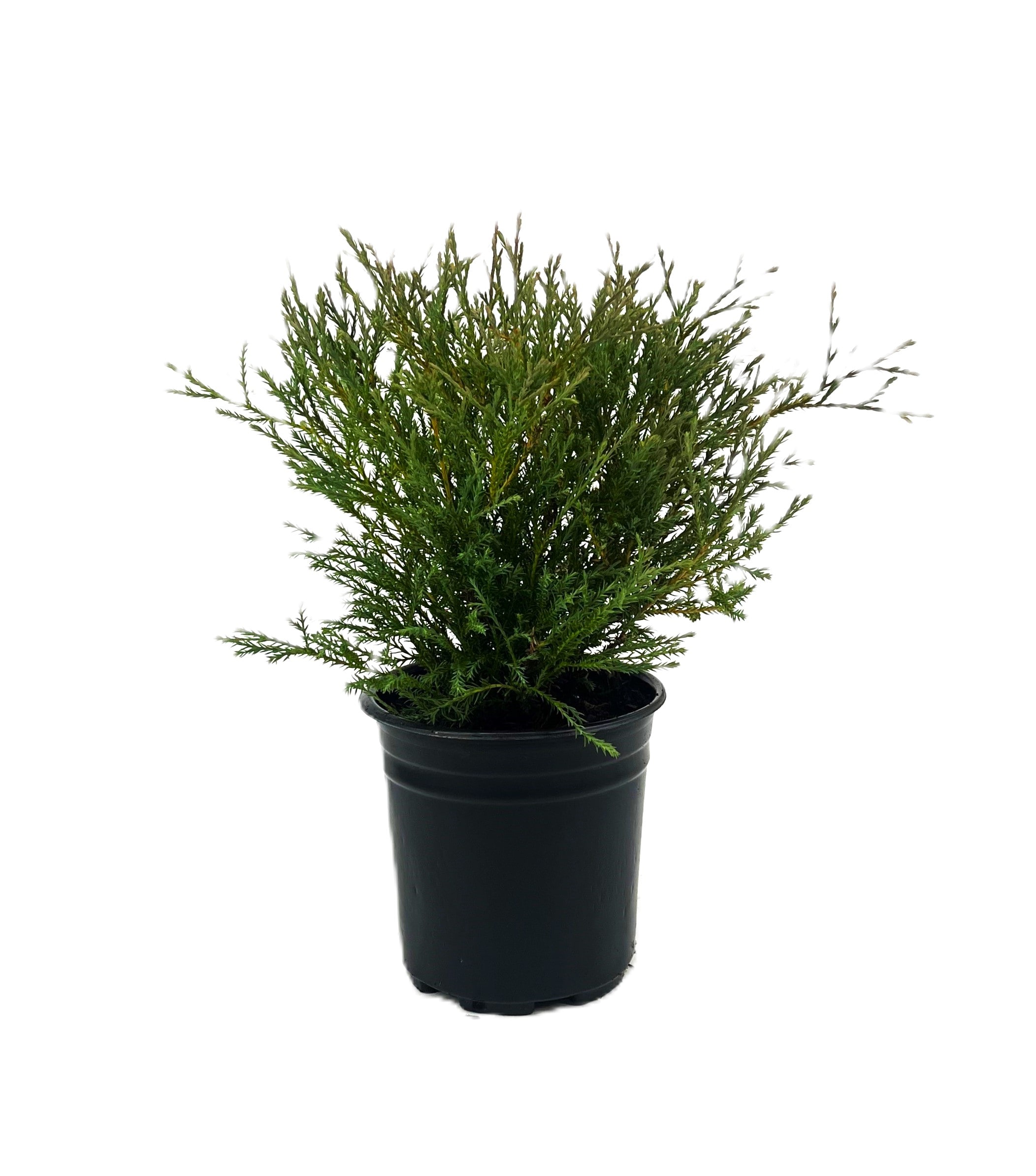  O884201 Mr. Bowling Ball Accent Shrub in 2.5 -Quart Pot 1 -Pack