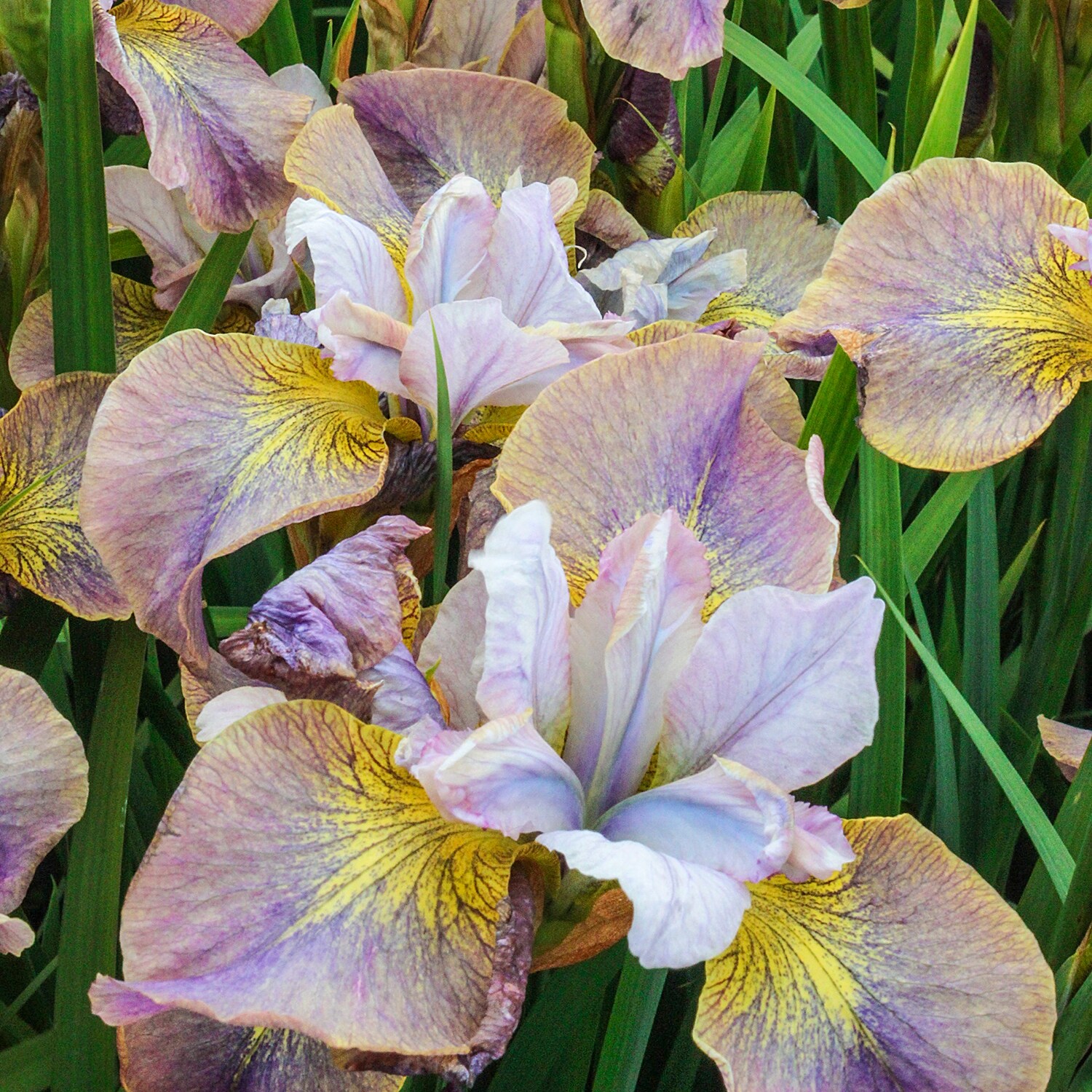 Breck's 90364 perennials - View #3
