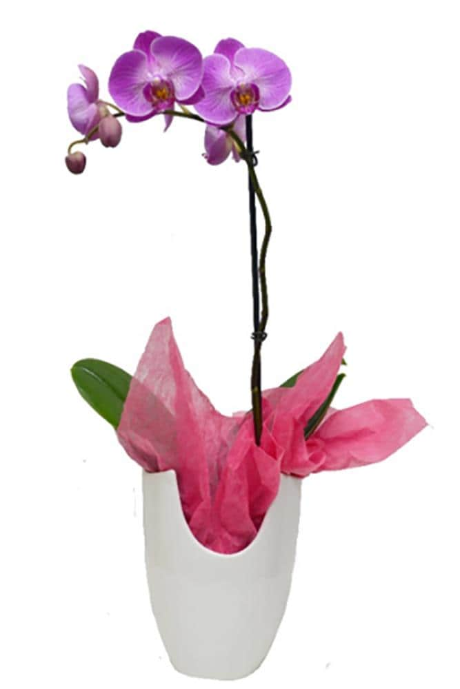 Better Gro Mixed Phalaenopsis House Plant In 125 Quart Pot In The House Plants Department At 