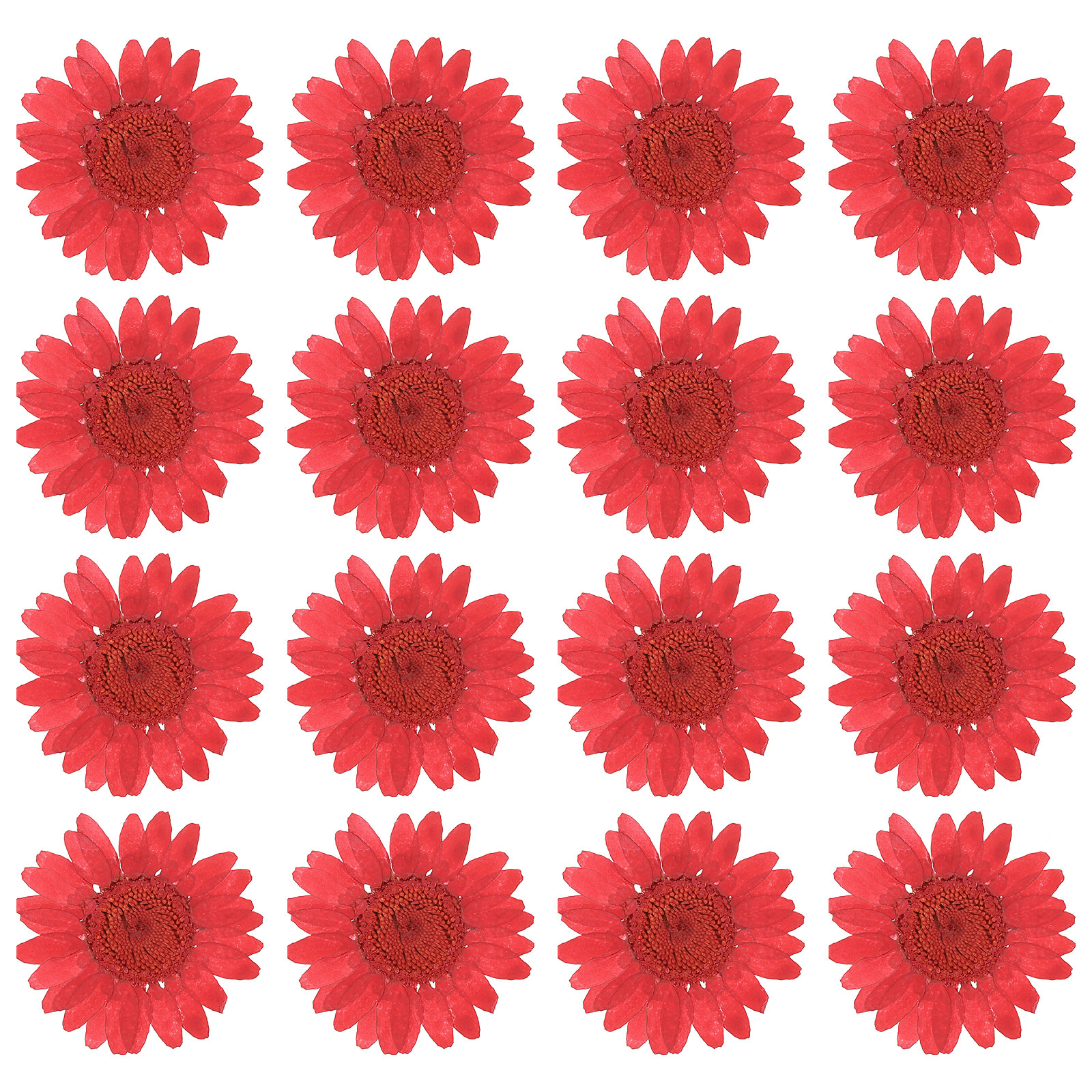 PATIKIL 48pcs Dried Pressed Flower Natural Dried Daisy Flower for DIY Art Crafts House Decoration Nails Decoration Deep red