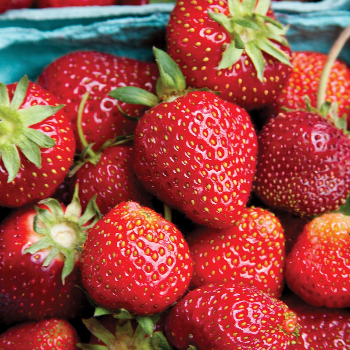 Van Zyverden 84860 20 -Pack Strawberry Plant in Bareroot Summer
