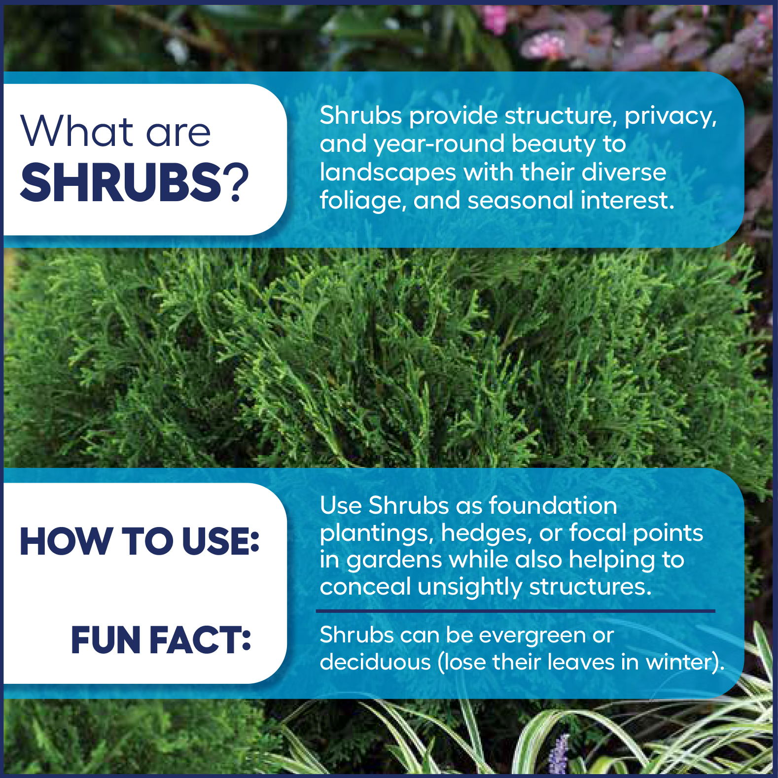 Lowe's 571491 shrubs - View #3
