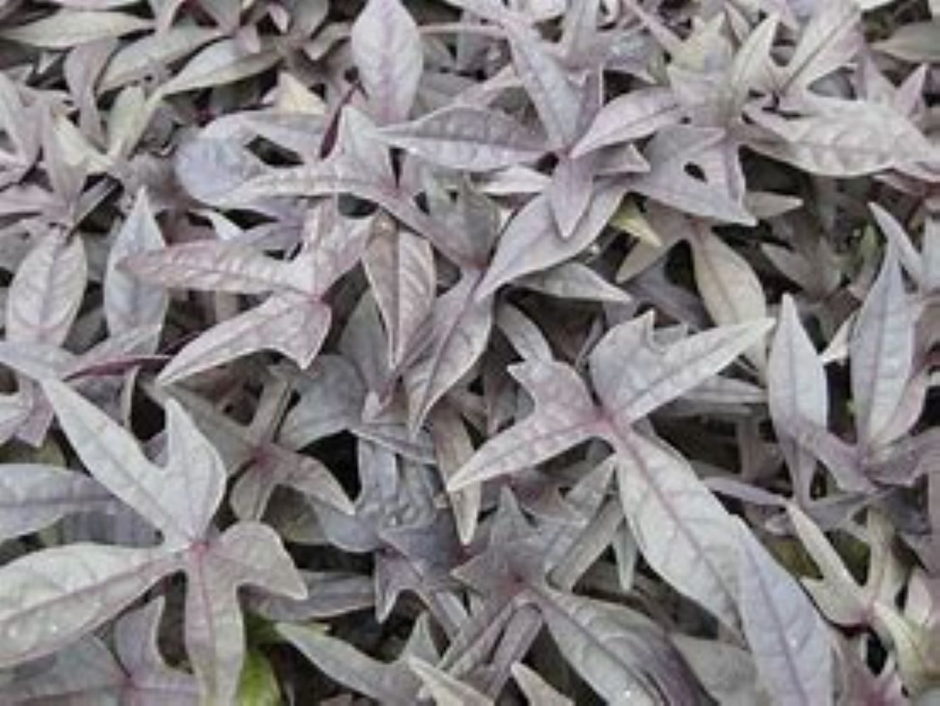 Lowe's NURSERY annuals - View #4