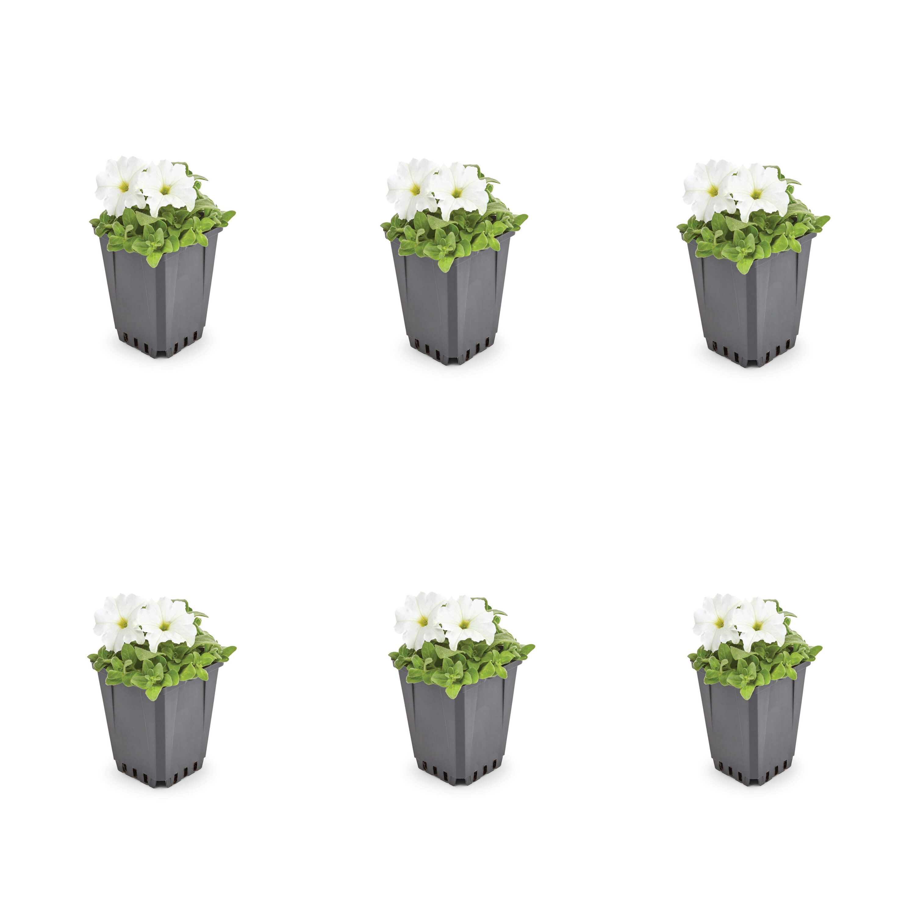 Metrolina Greenhouses 78788 White Petunia in 1-Pint Pot 6-Pack
