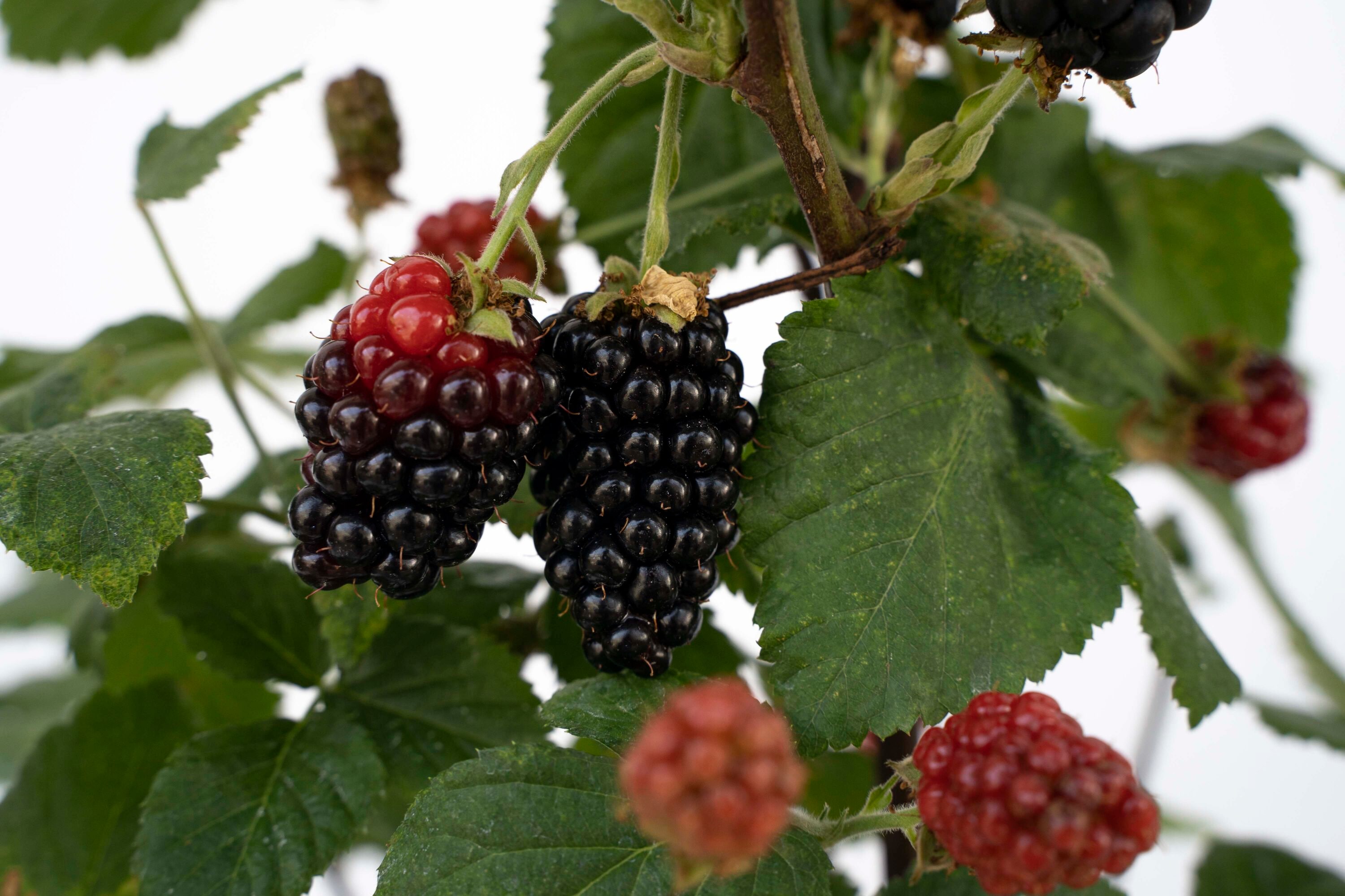 Bushel and Berry O803802 Fruit-Plants - View #3