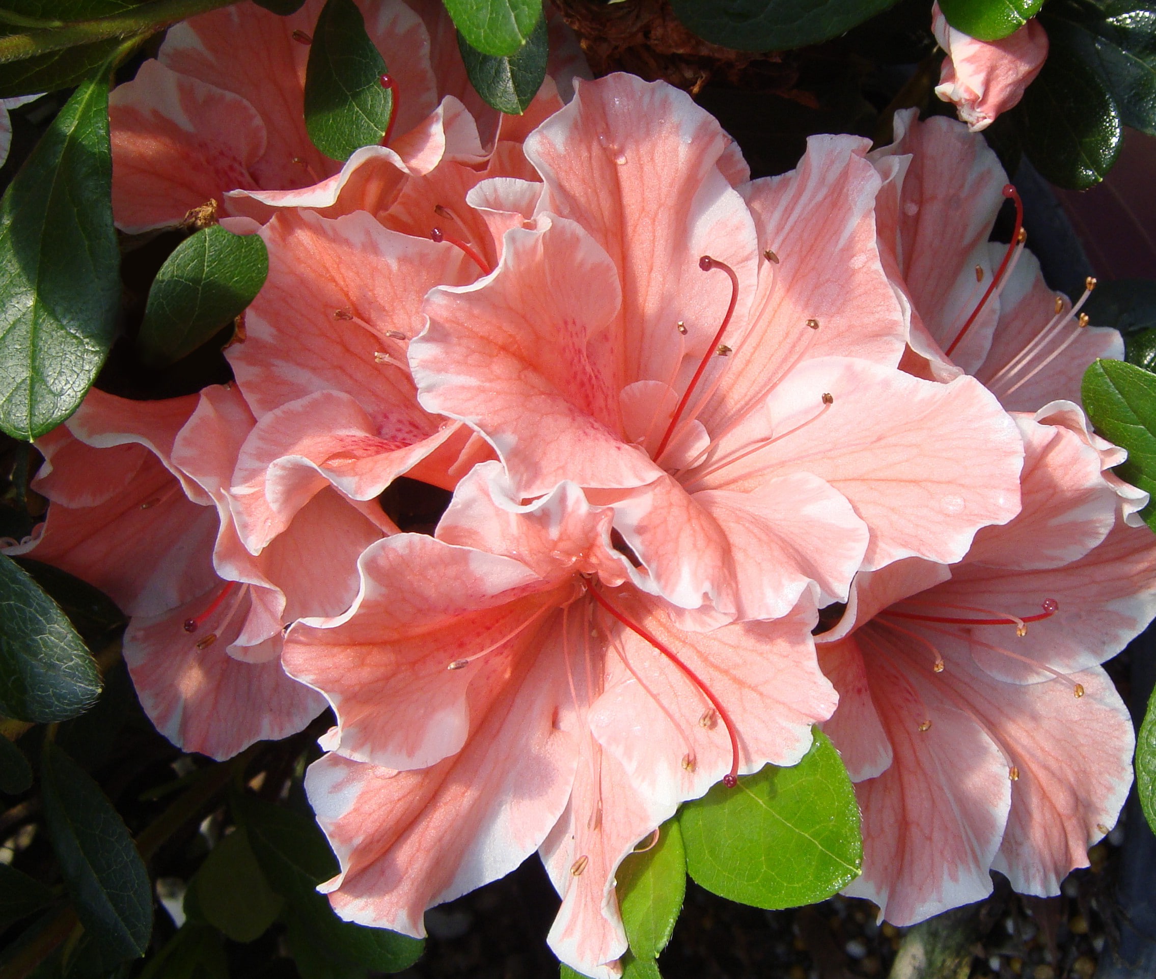 Encore Azalea 80691-2 shrubs - View #7