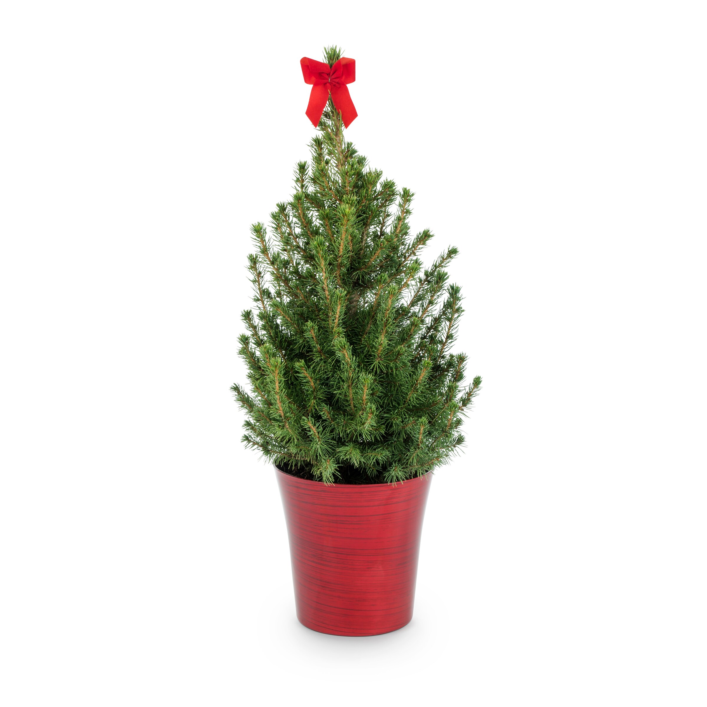 Holiday Living Alberta Spruce Feature Shrub in 2.5-Quart Pot in the ...