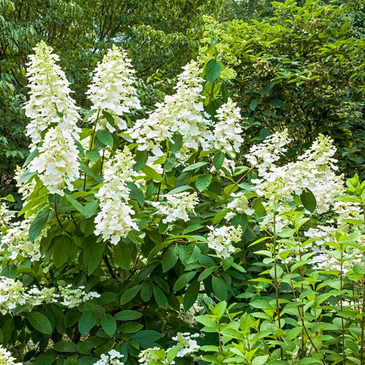 Spring Hill Nurseries 82625 Tardiva Hydrangea Flowering Shrub in 1 -Quart Pot with Pink Blooms