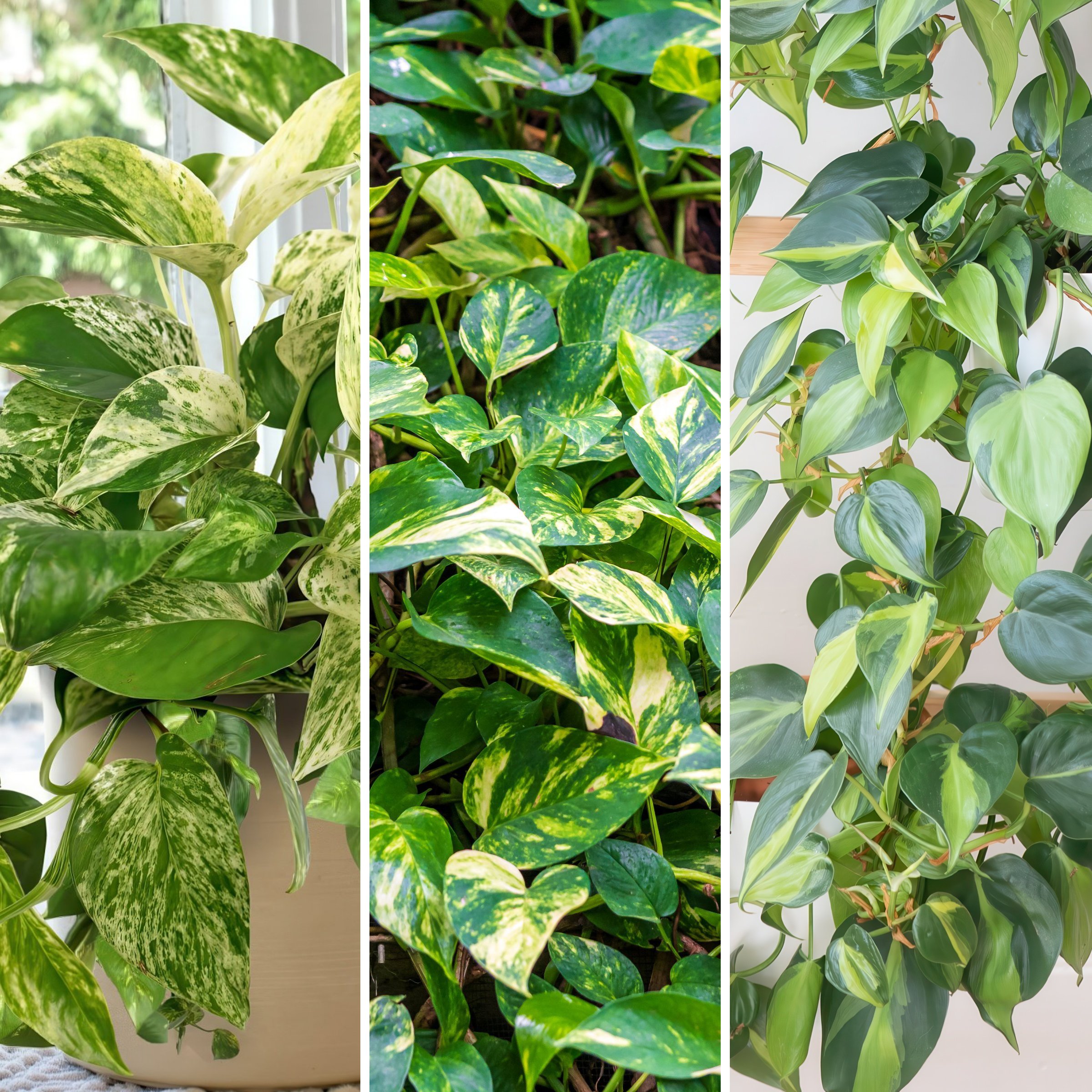 National Plant Network - SpaceScape Tropical Vine Collection House plant in 6 Inch(es) Pot 3 -Pack