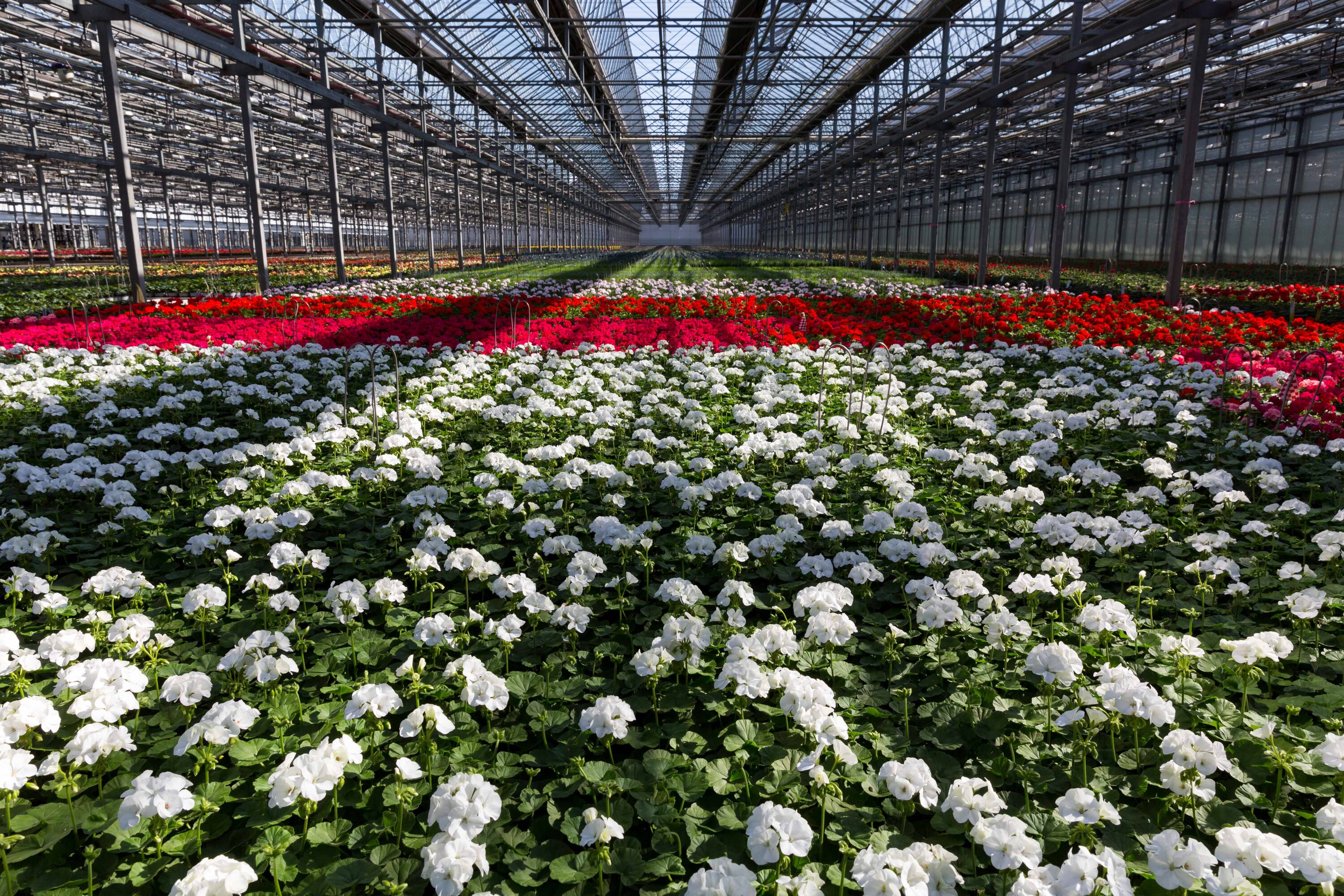 Monrovia 78982 annuals - View #4