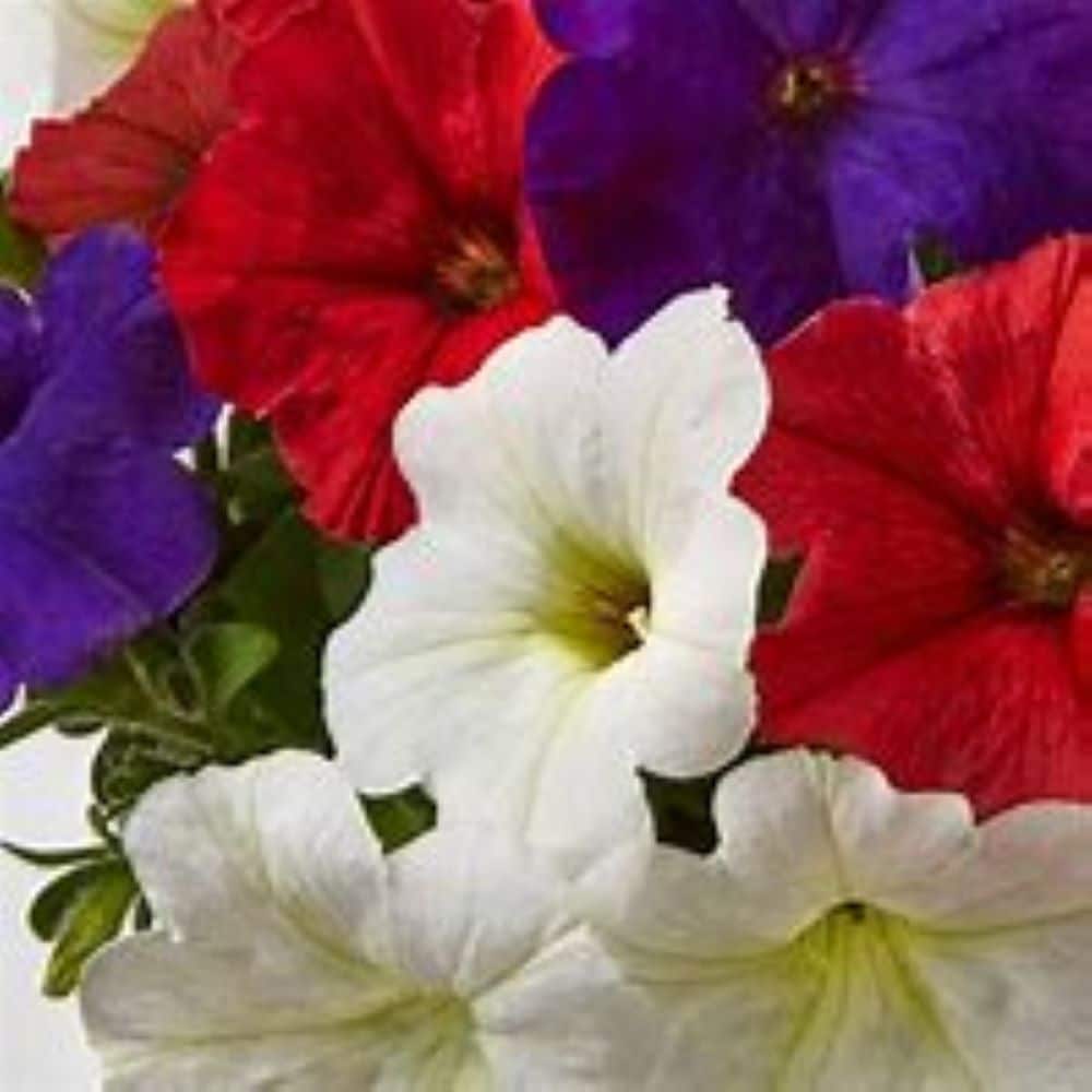Lowe's NURSERY Multicolor Petunia in 2.2 Quart(s) Planter 5 -Pack