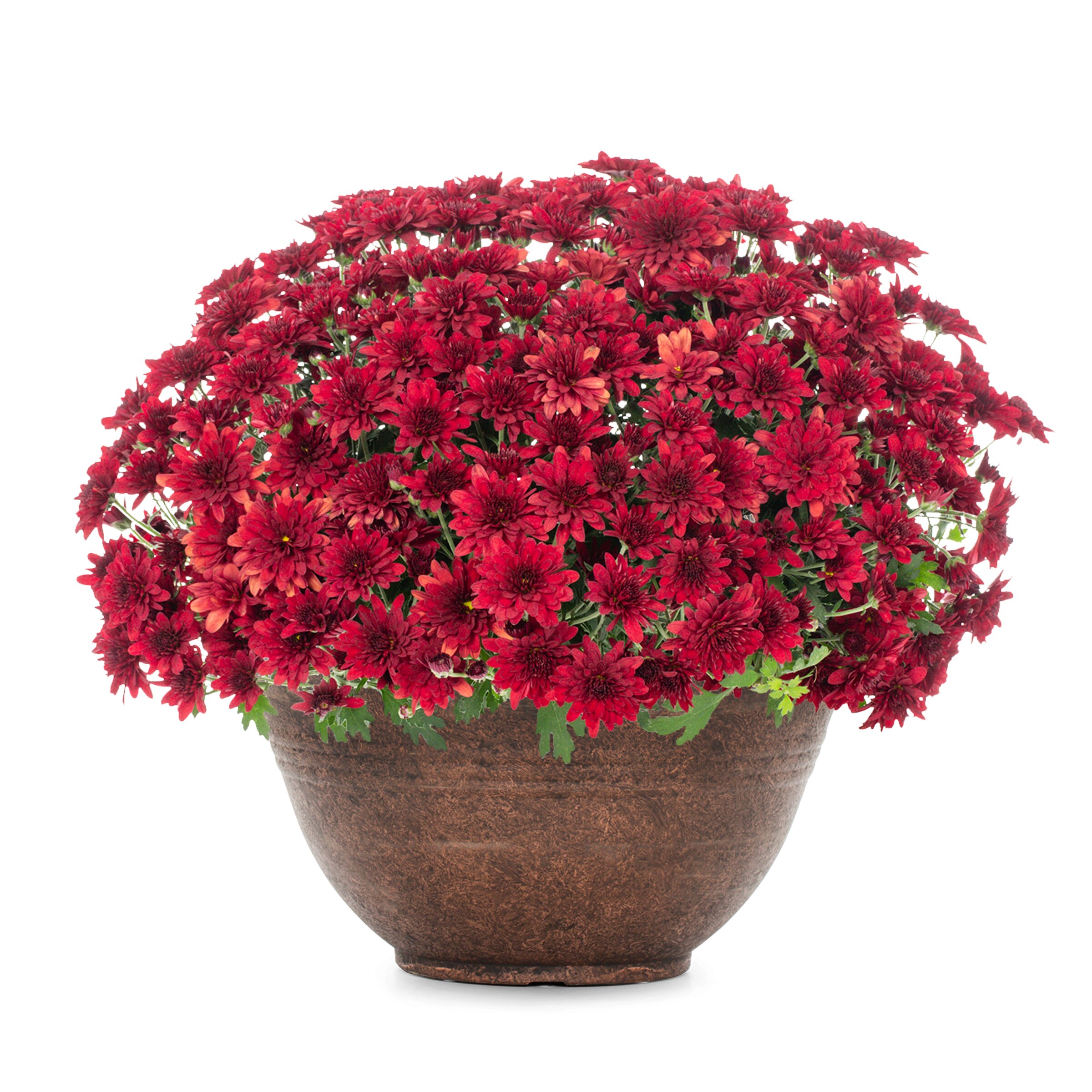 Lowe's NURSERY annuals - View #4