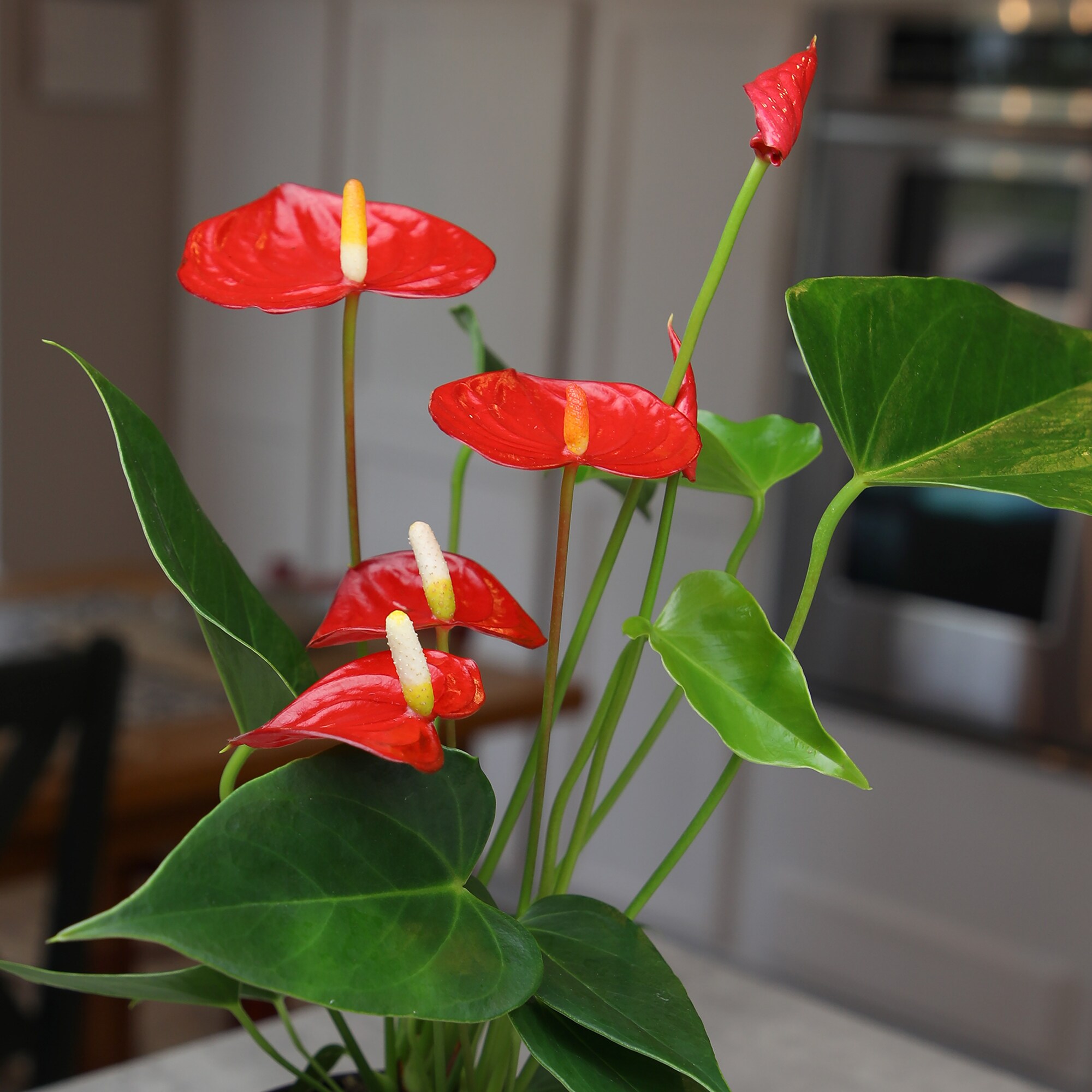 Altman Plants 0881523 hseplants - View #9
