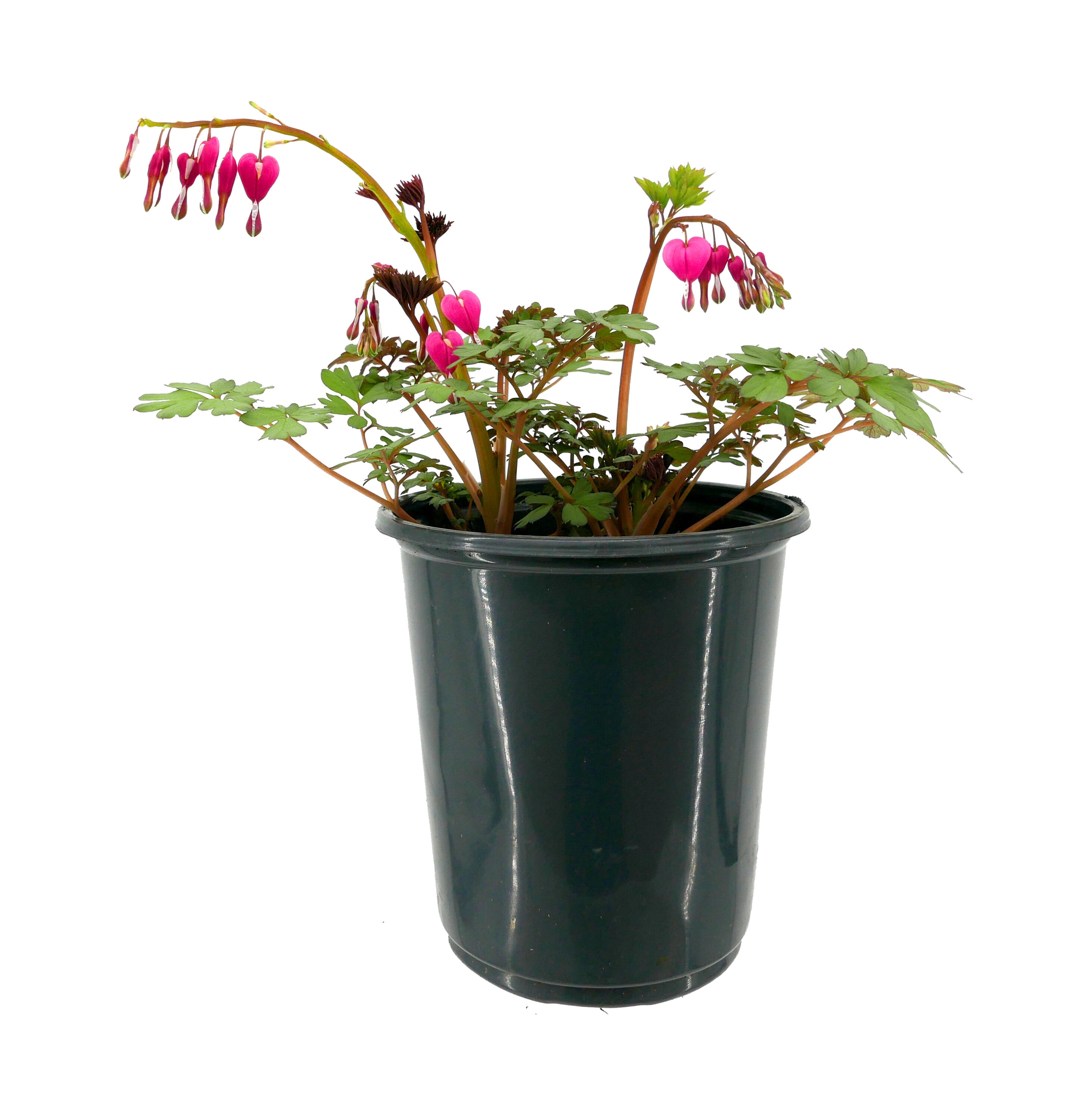  2026 Pink Bleeding Heart Dicentra Spectablis Plant in -Quart Pot 1.0 -Pack