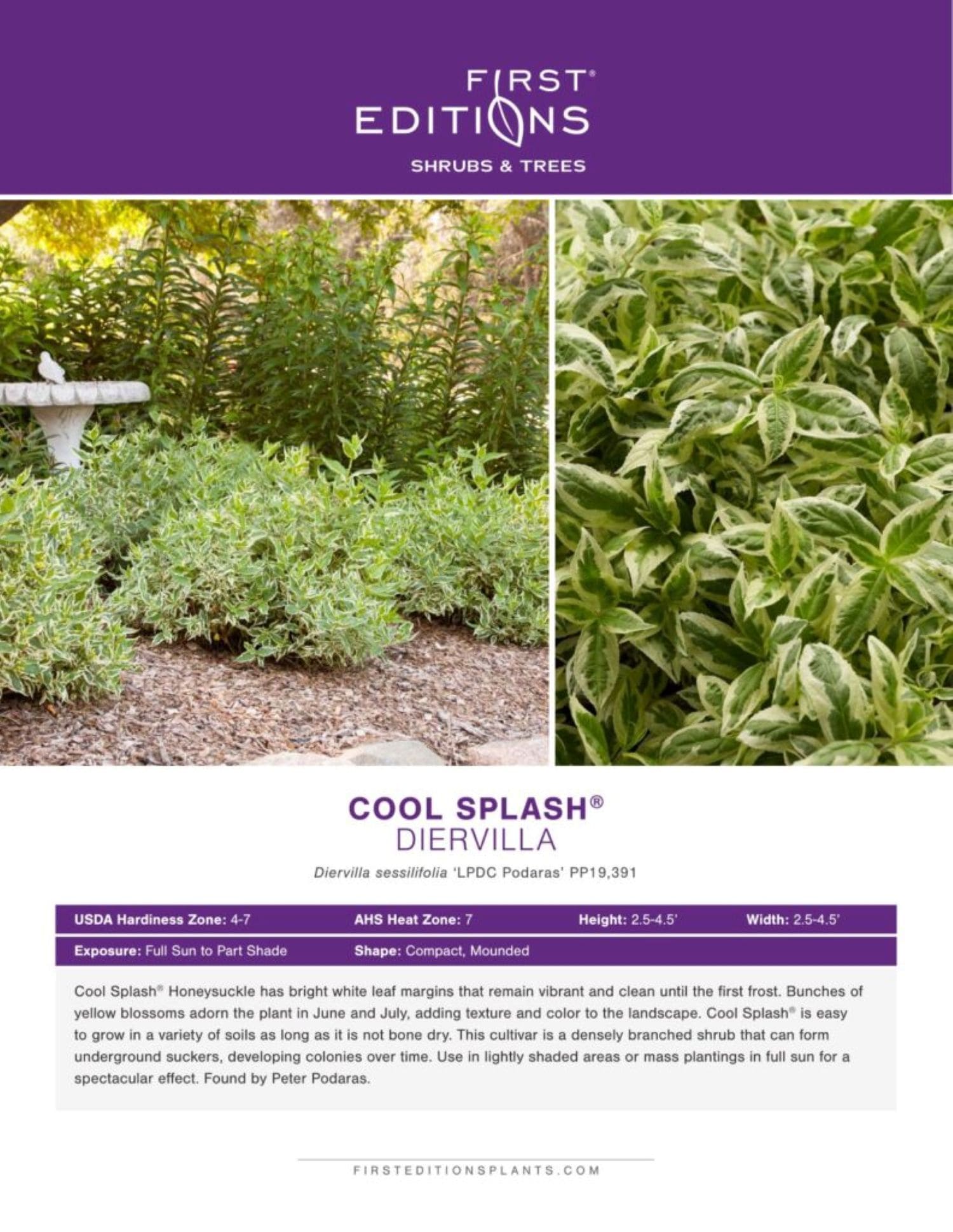 First Editions O53022F shrubs - View #4