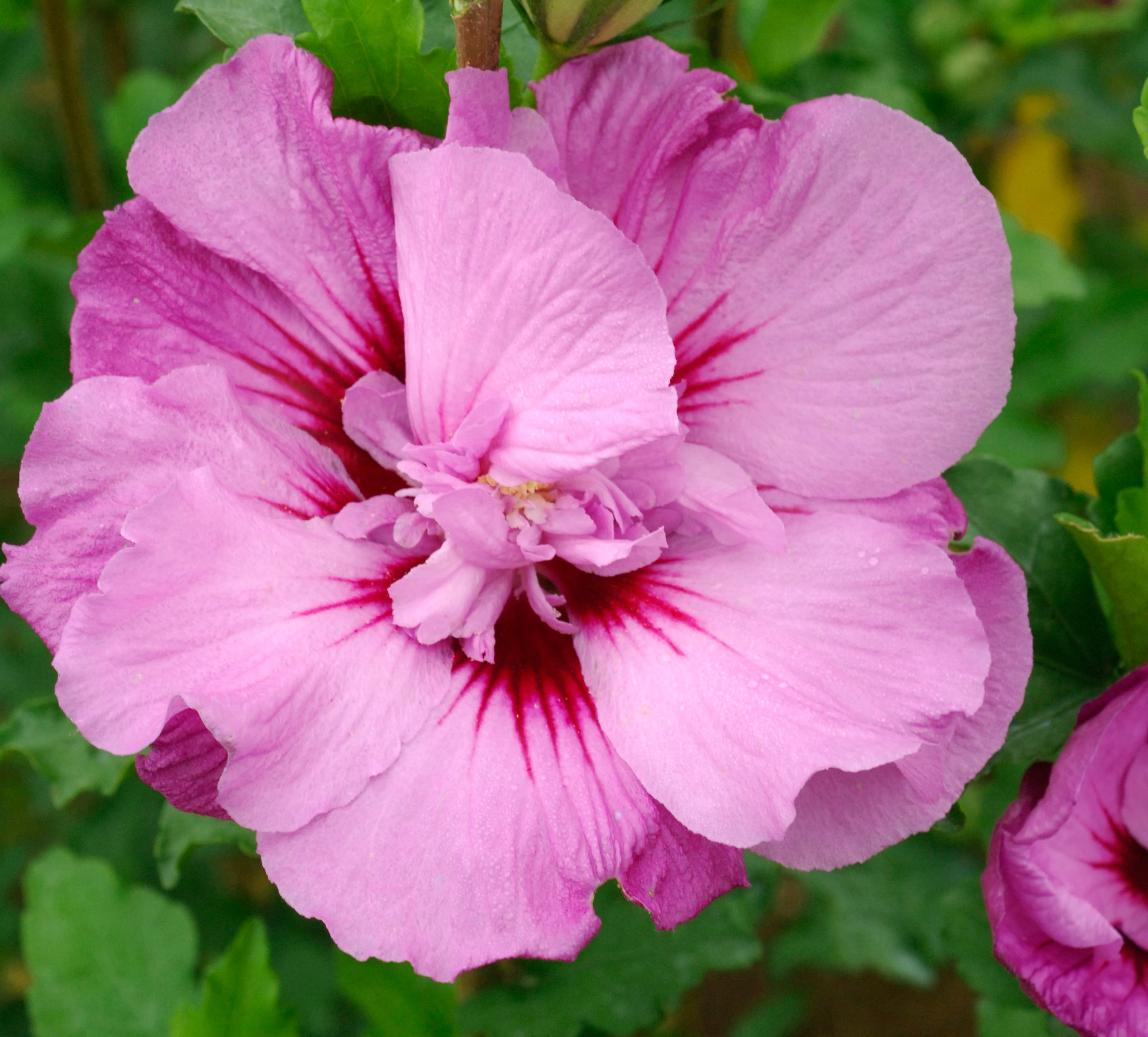 First Editions Tahiti Hibiscus Shrubs at Lowes.com