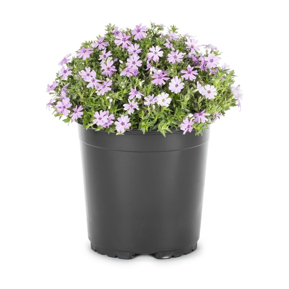 Lowe's Multicolor Phlox Plant in 2.5-Quart Pot in the Perennials ...