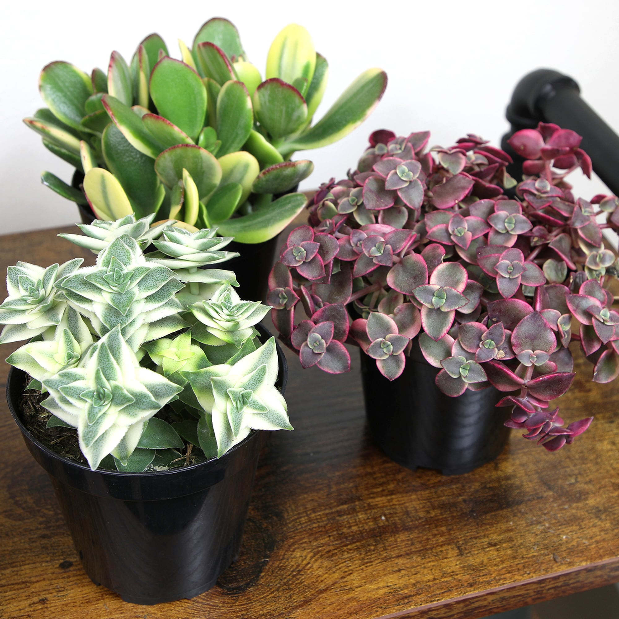 Altman Plants 0873250 Cacti-Succulents - View #2