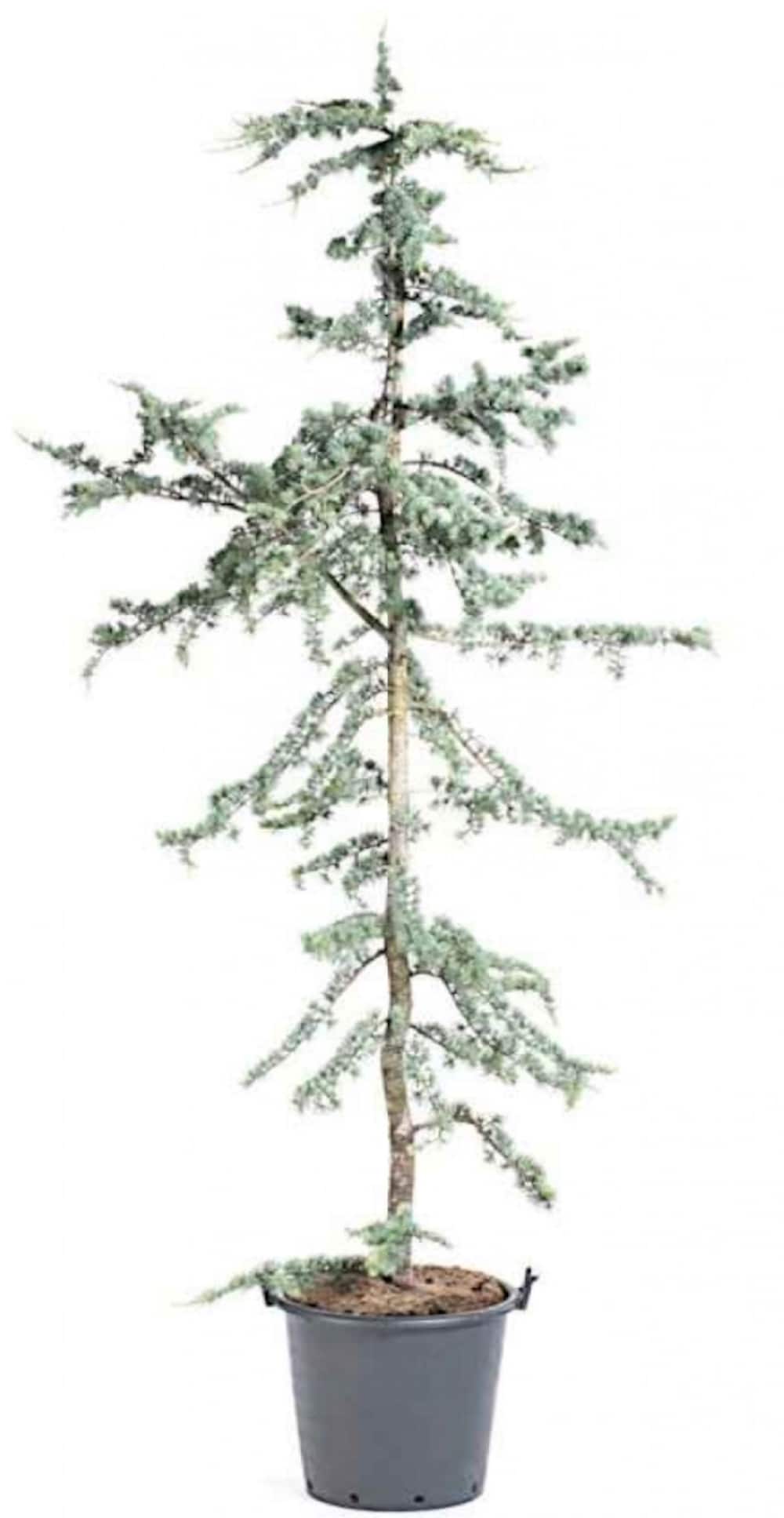  NURSERY 9.64 -Gallon Feature Blue Atlas Cedar In pot (with soil)
