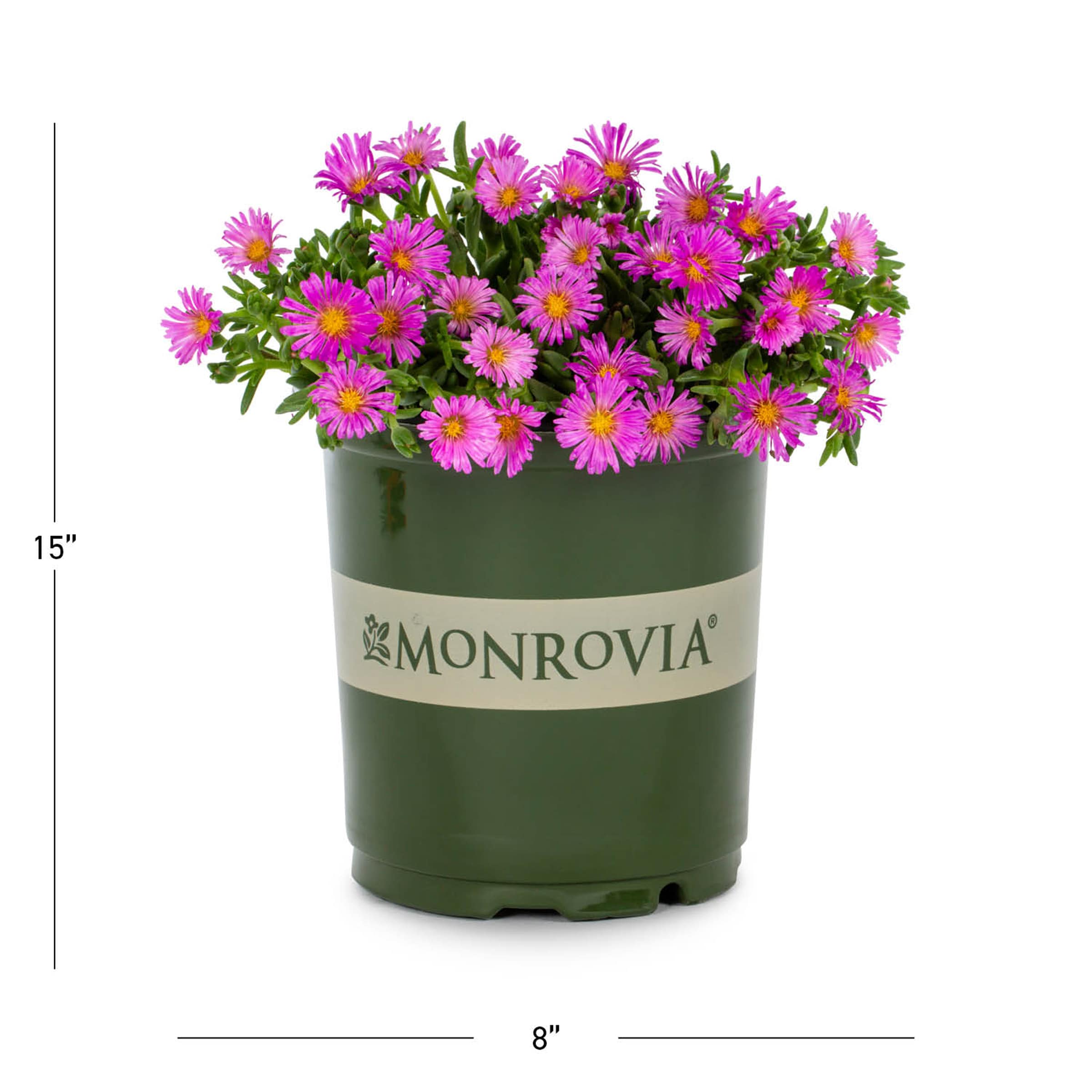 Monrovia 78640 perennials - View #3