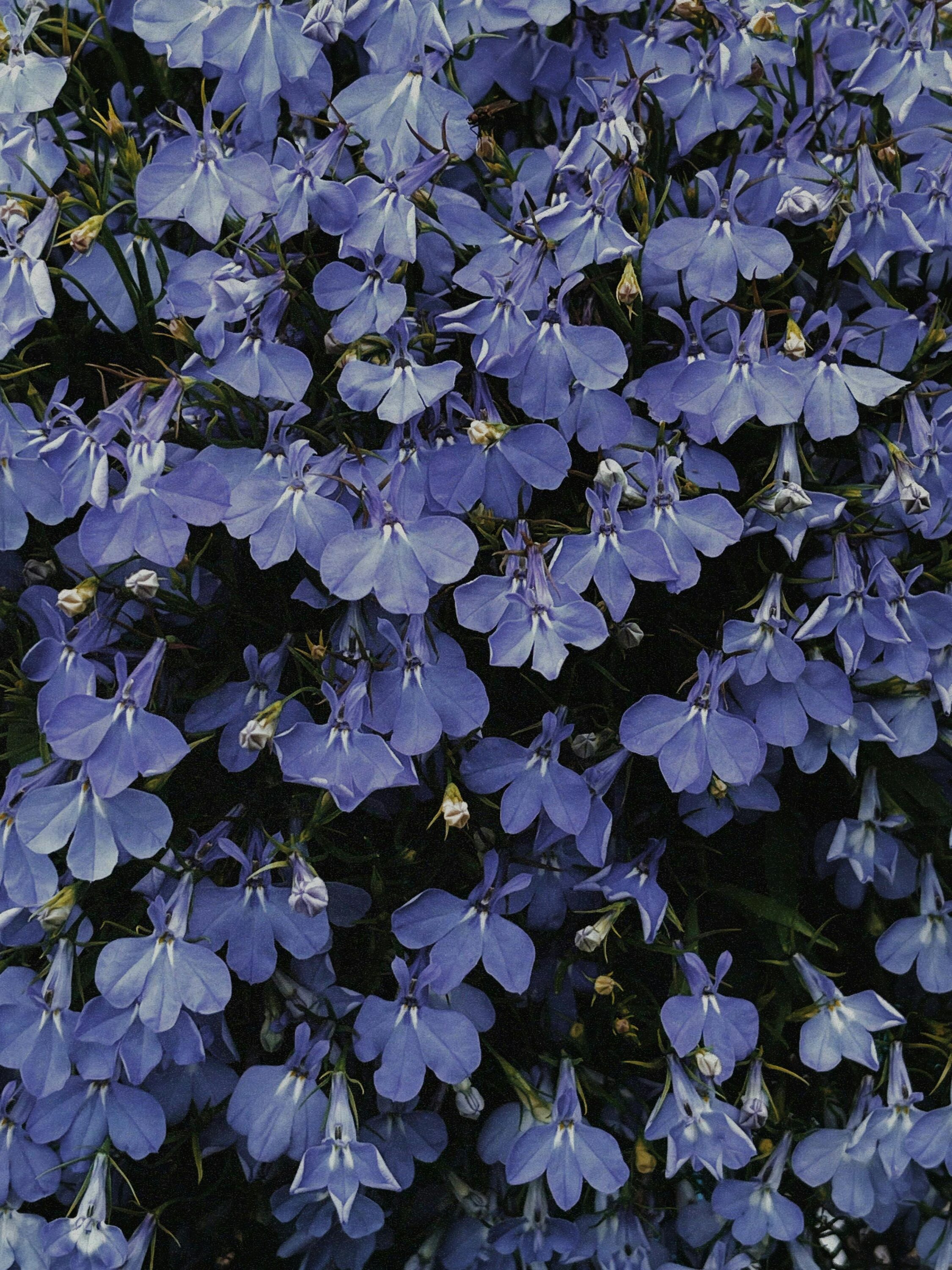  ANN2G annuals - View #3