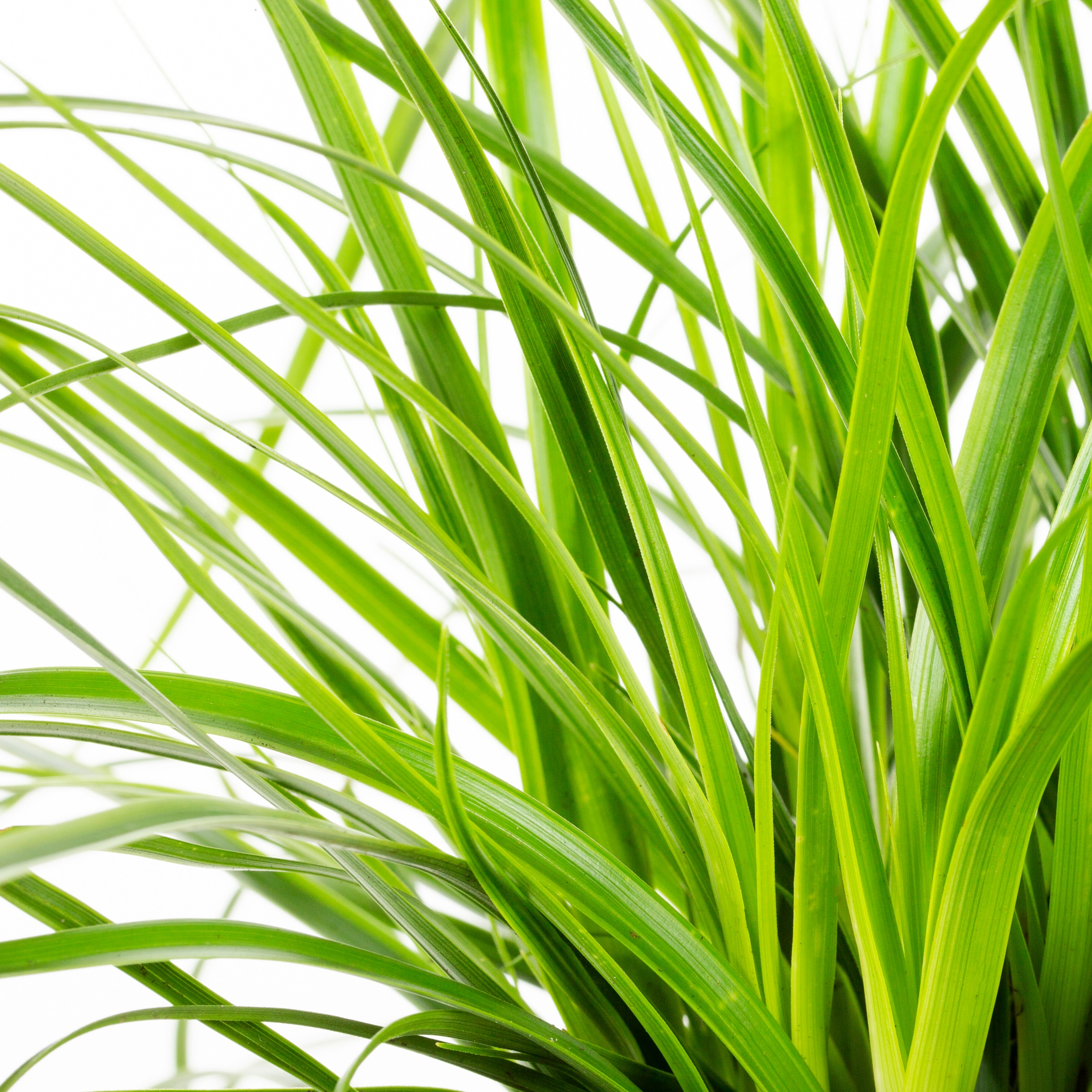 Lowe's NURSERY Ornamental-Grasses - View #2