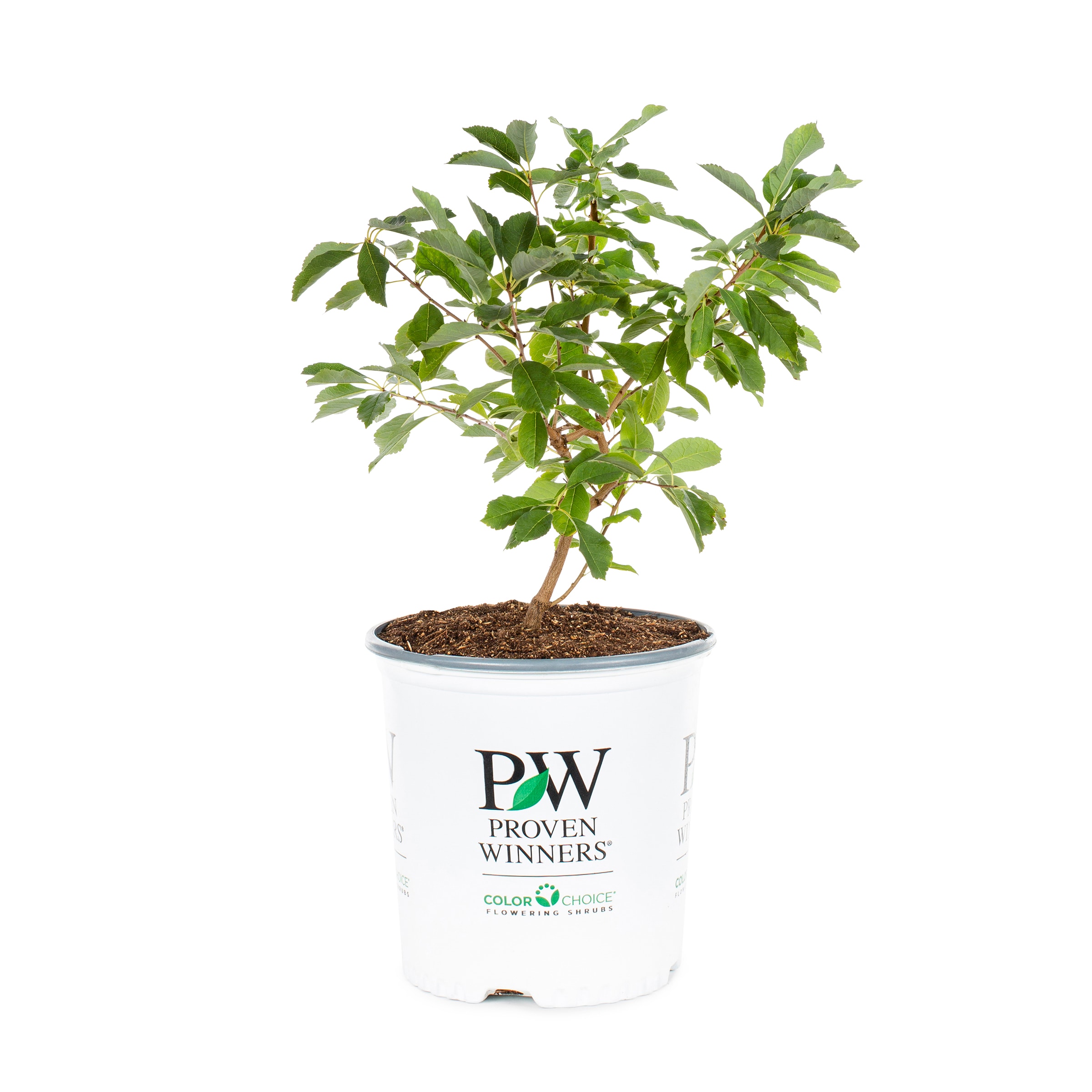 Snow Day® Blizzard Pearl-bush Shrubs at Lowes.com