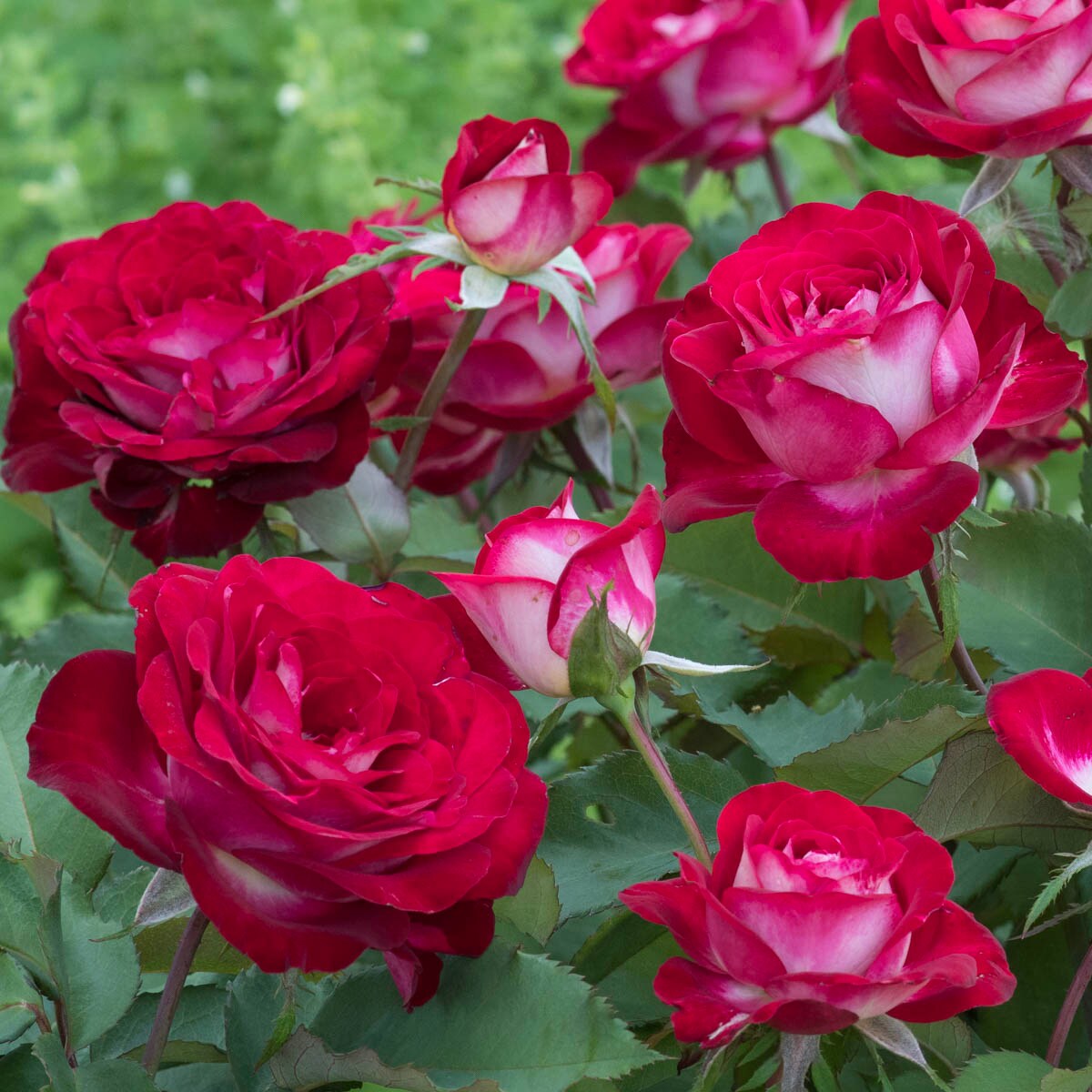Spring Hill Nurseries 84480 roses - View #2