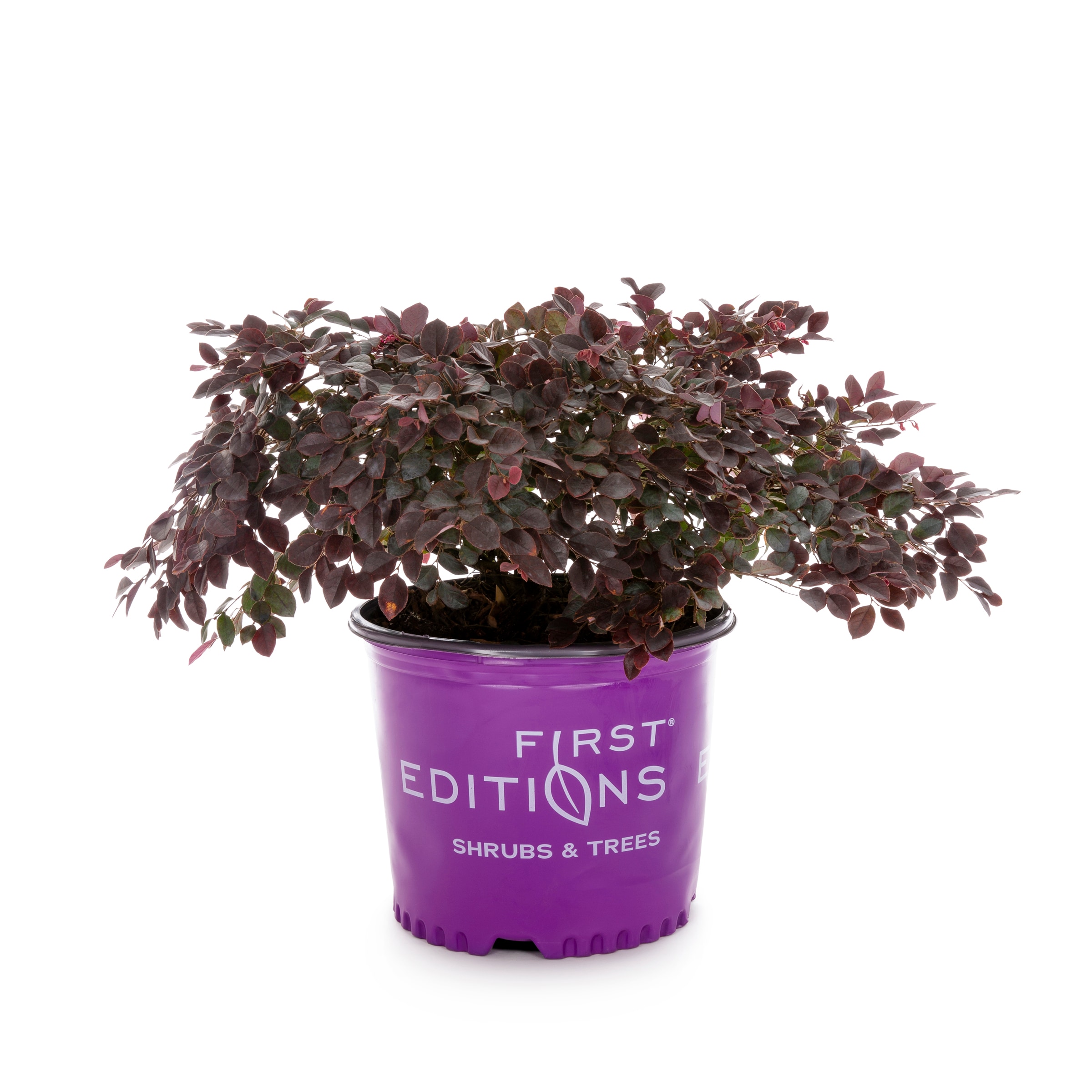 Crimson Fire Fringe Flower Pink Shrubs at Lowes.com