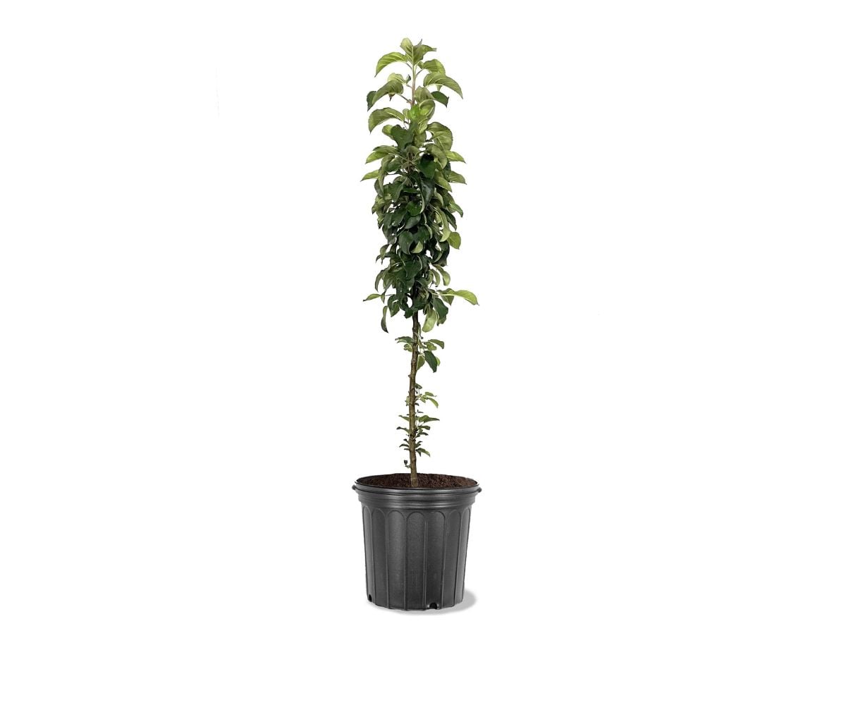 Southern Planters APPNPO05G 1 Count White Fruit North Pole Collumnar Apple In pot (with soil)