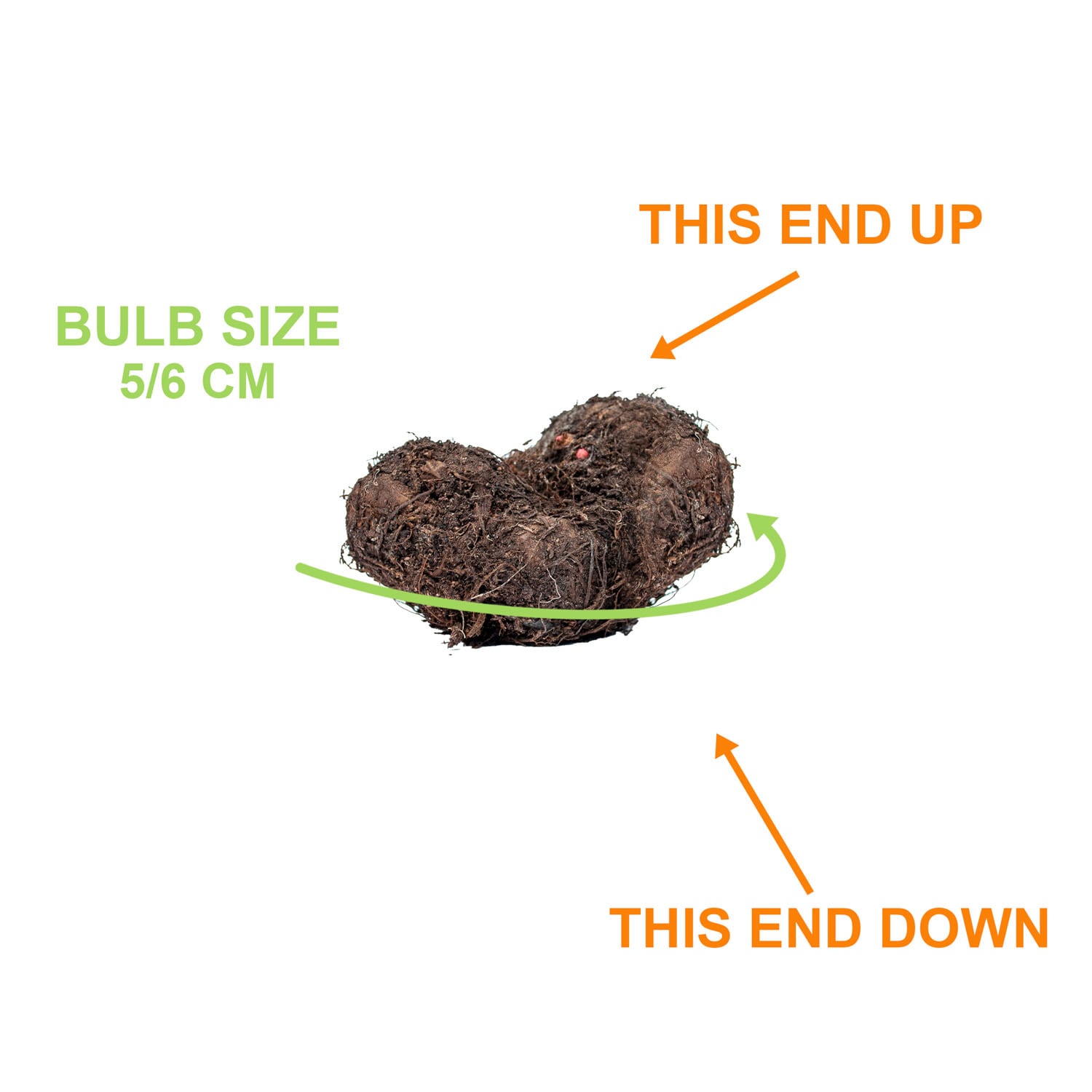 Garden State Bulb ECS-232-20-02 Plant-Bulbs - View #4